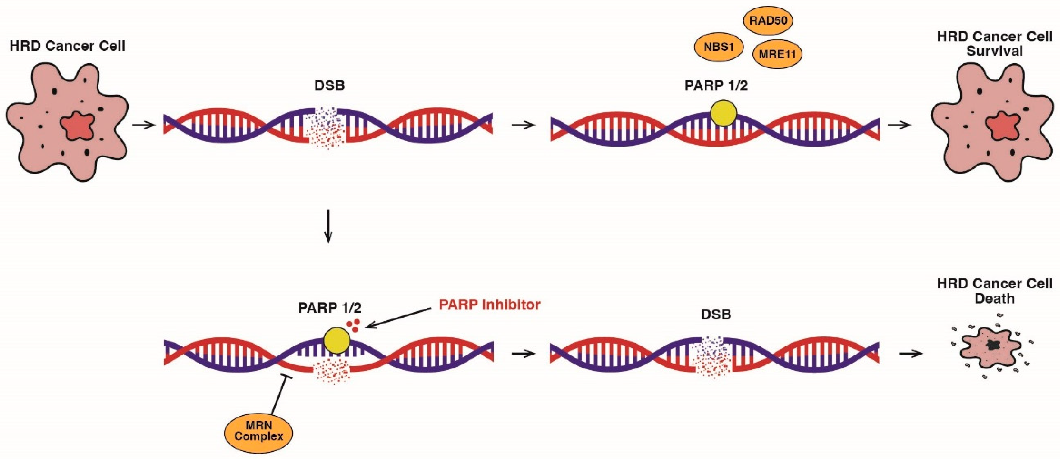 Cancers 17 00682 g002 Cancers 17 00682 g002