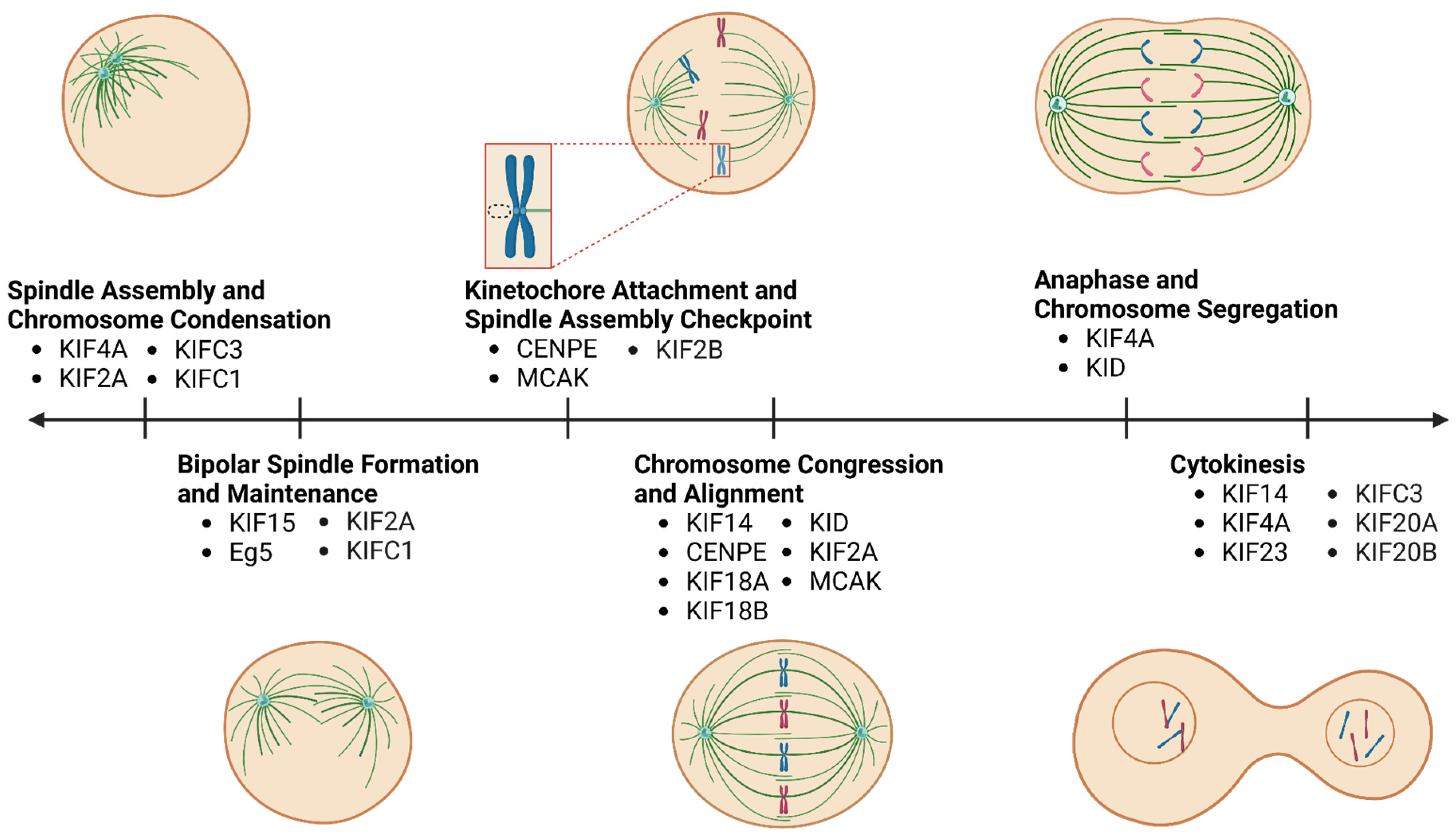 Cancers 17 00685 g001