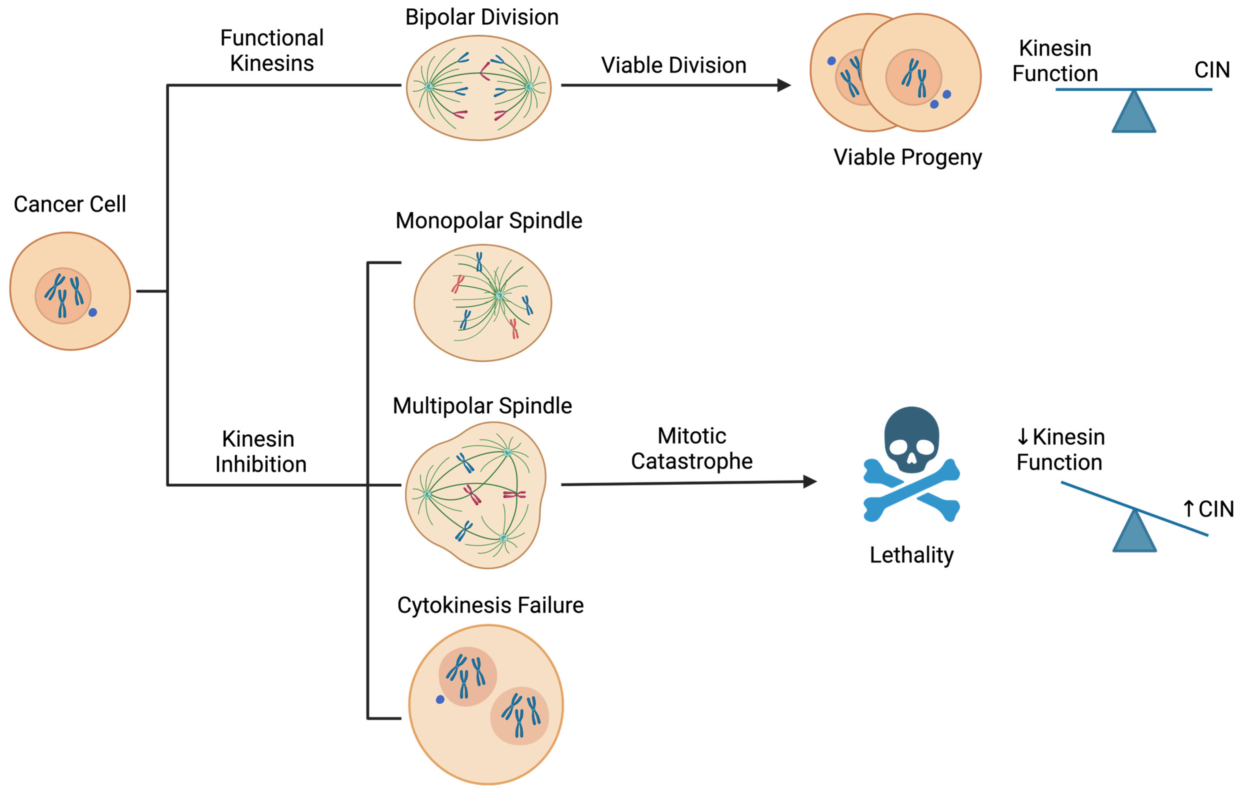 Cancers 17 00685 g002