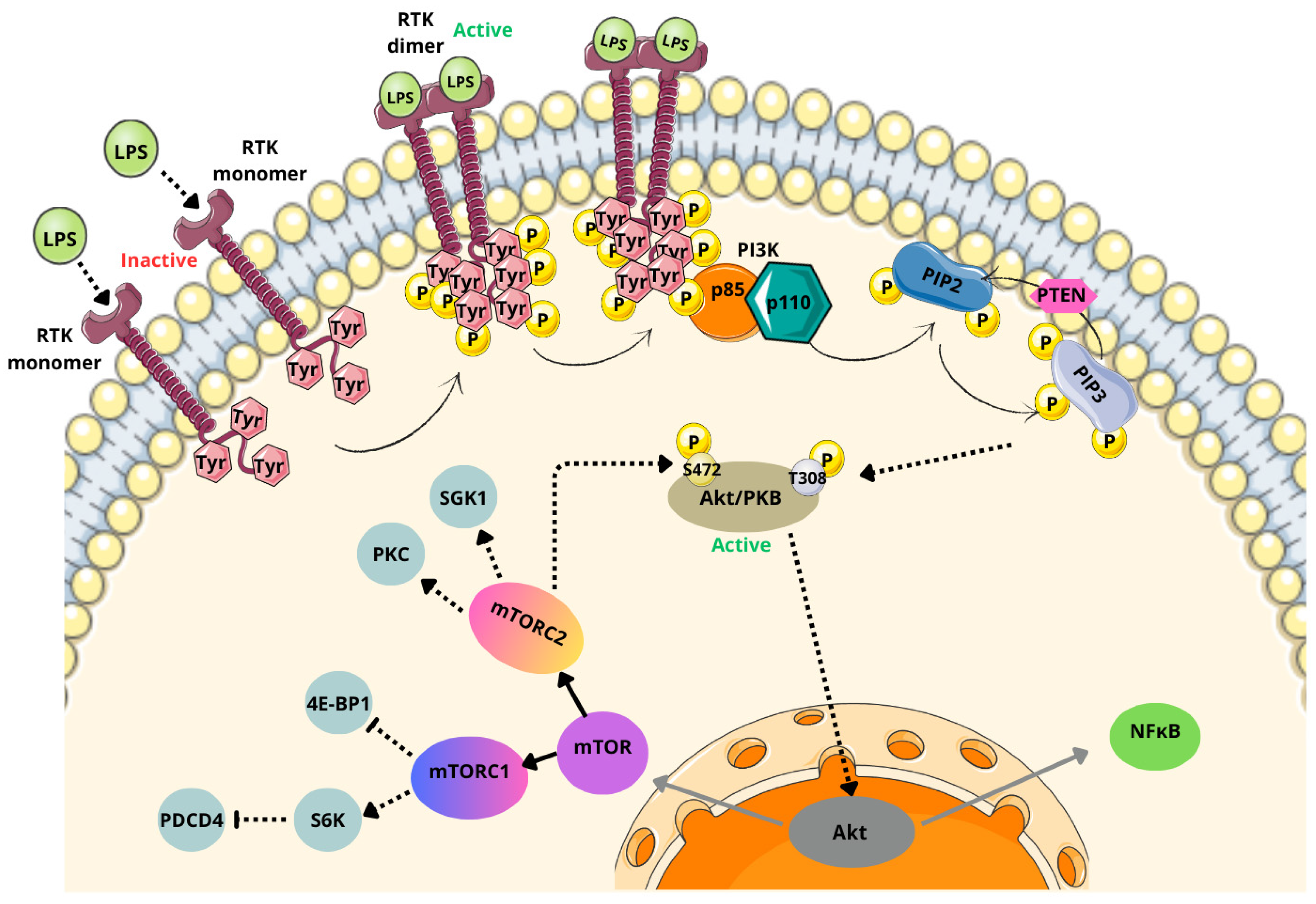 Cancers 17 00719 g004