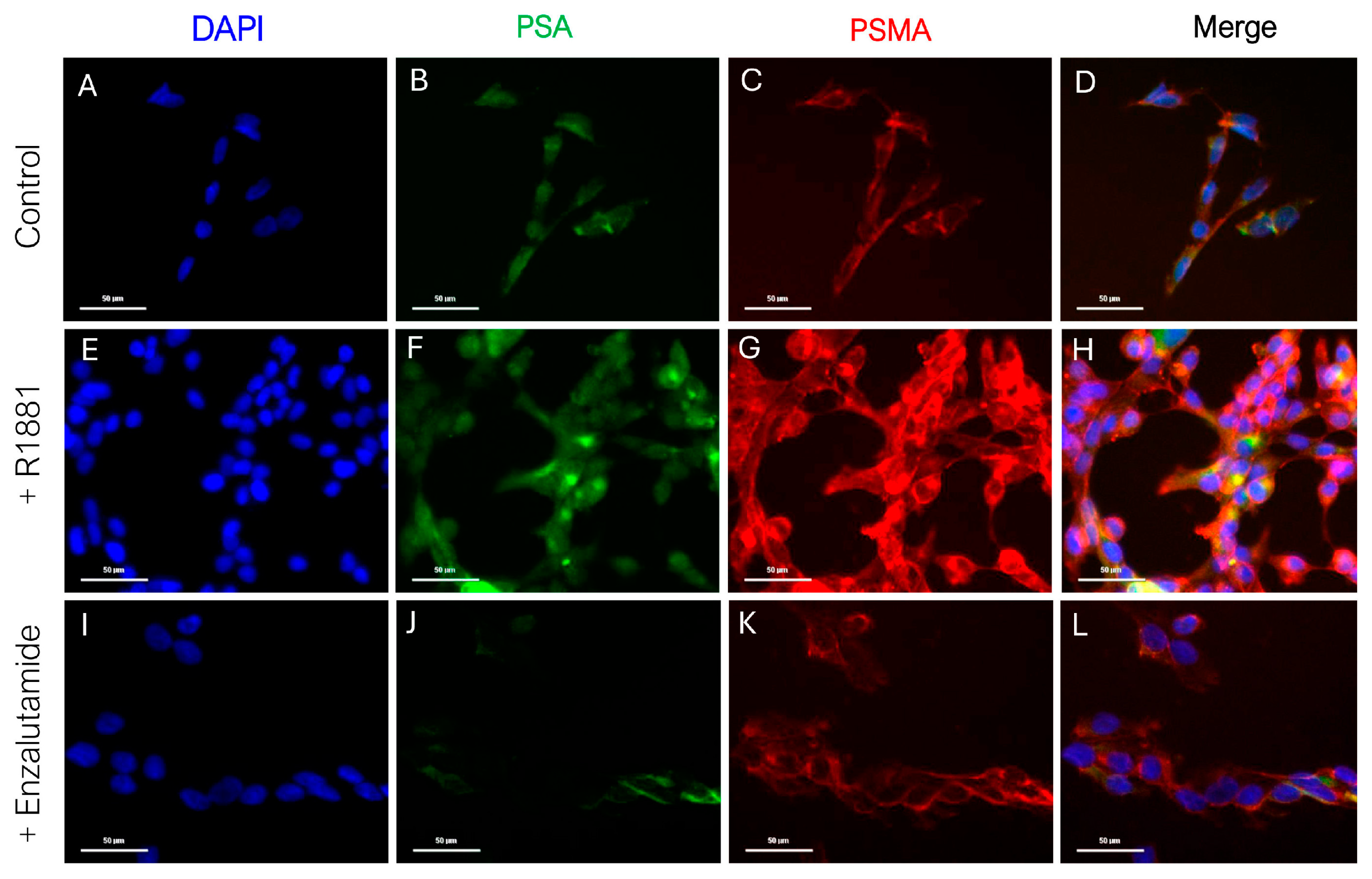 Cancers 17 00721 g001 Cancers 17 00721 g001