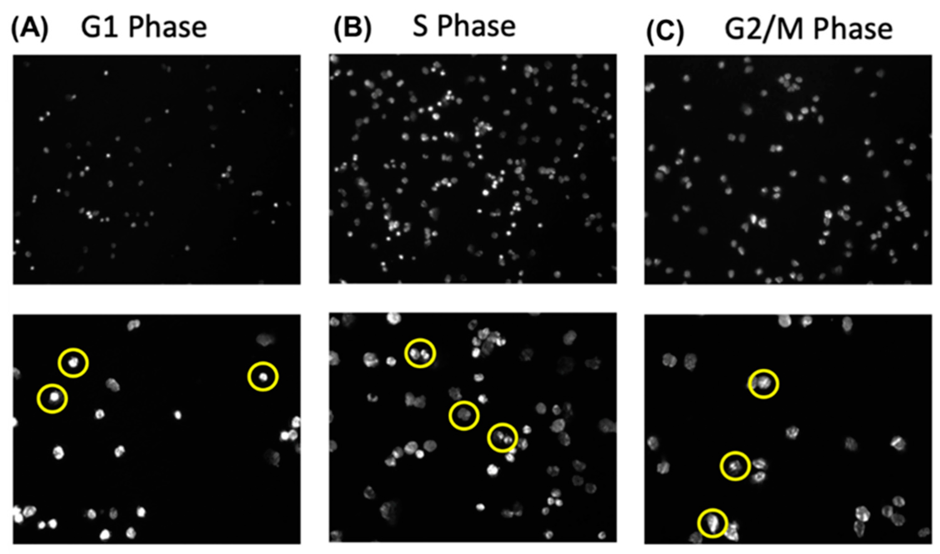 Cancers 17 00721 g006 Cancers 17 00721 g006