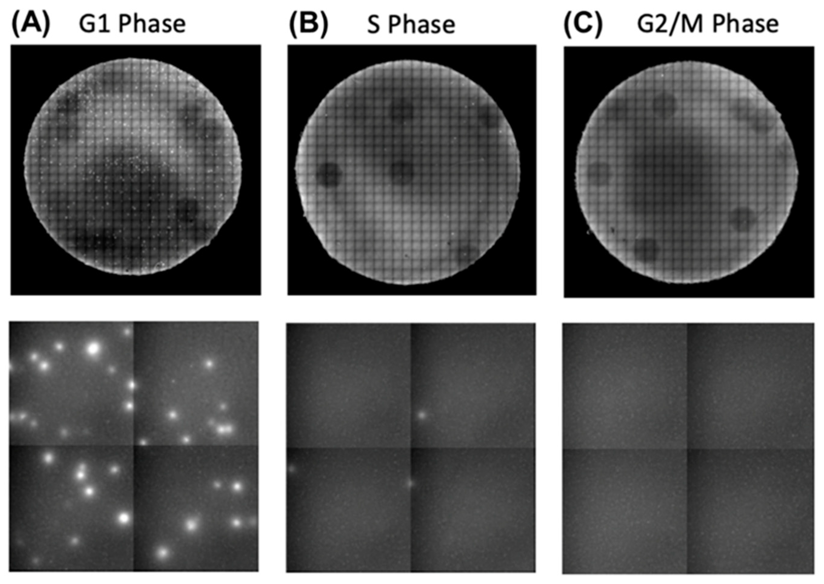 Cancers 17 00721 g007 Cancers 17 00721 g007