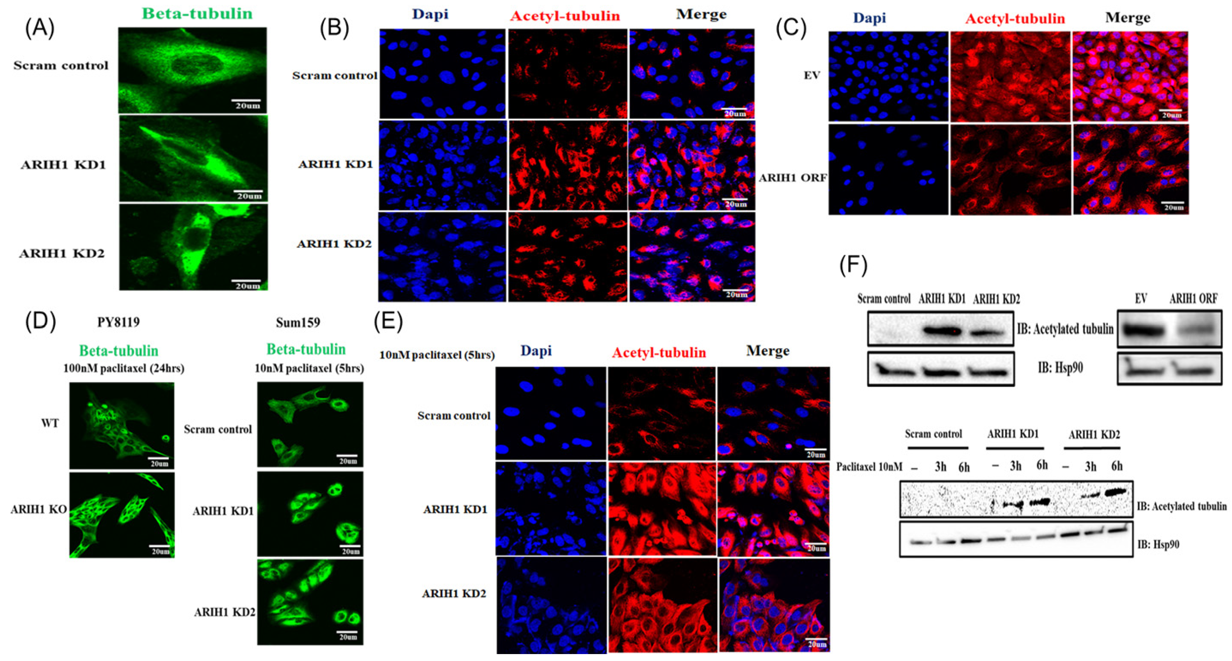 Cancers 17 00782 g003