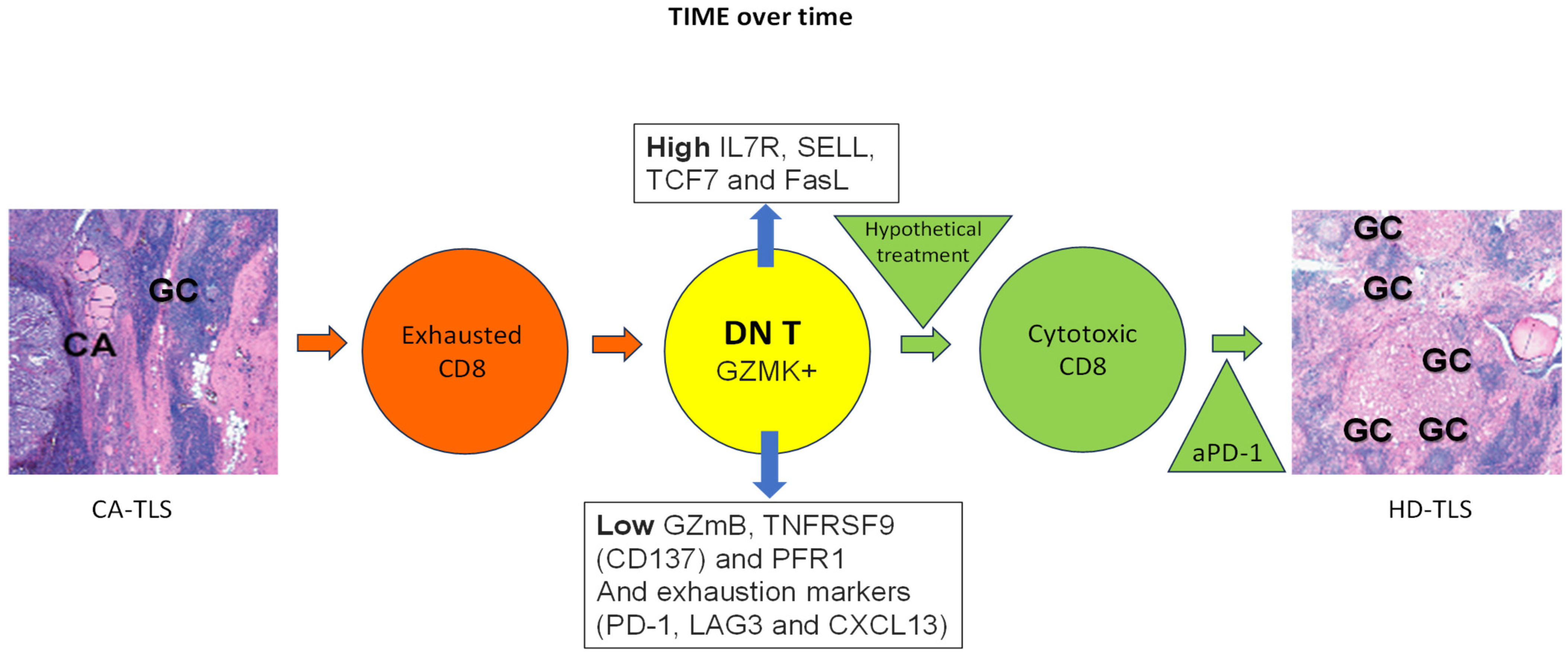Cancers 17 00794 g001