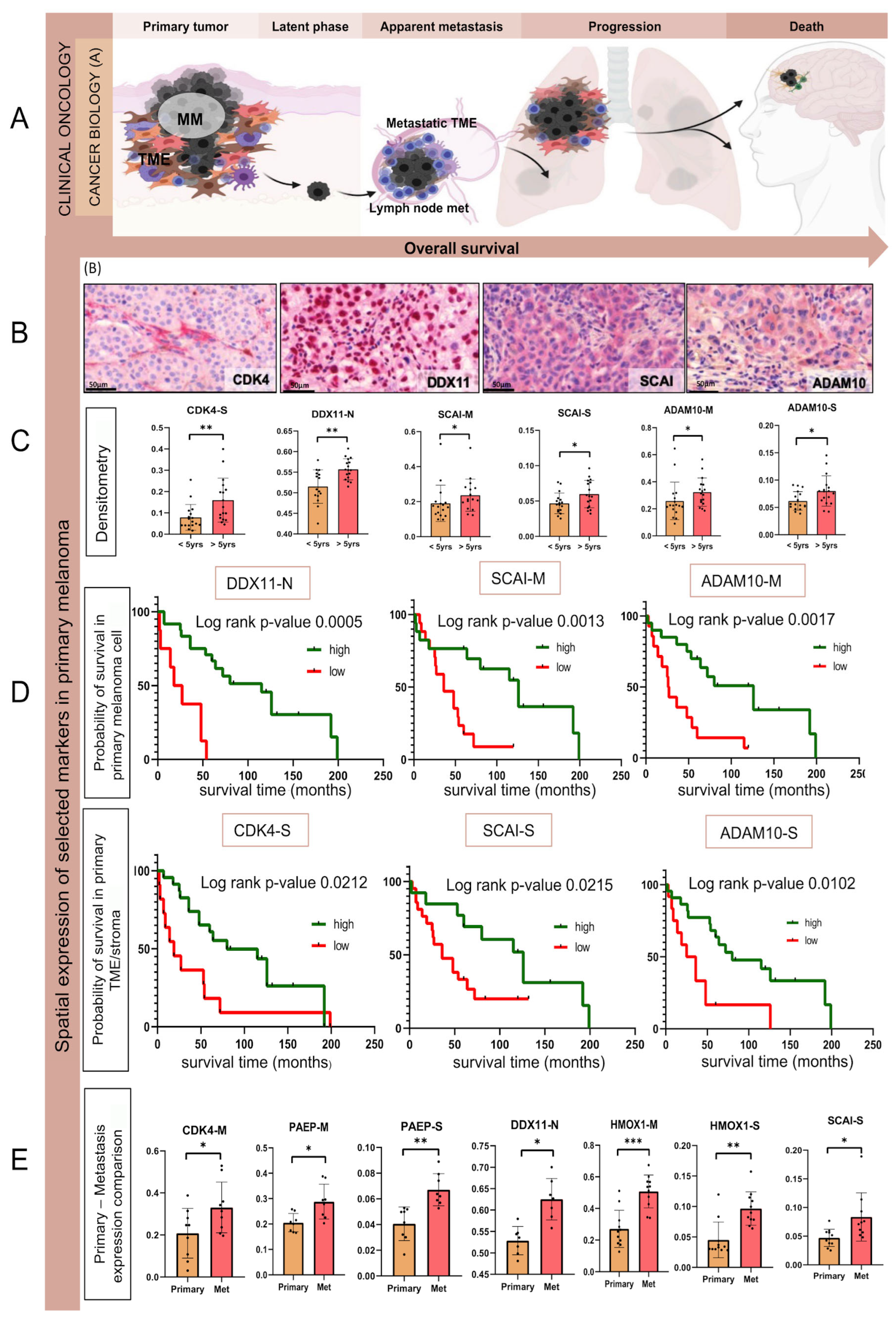 Cancers 17 00832 g007