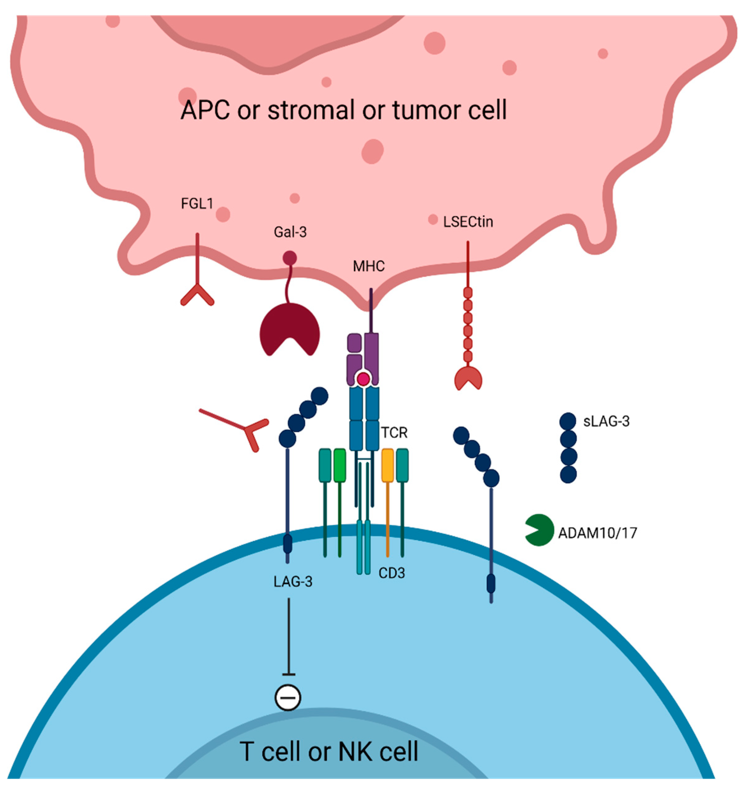 Cancers 17 00906 g003