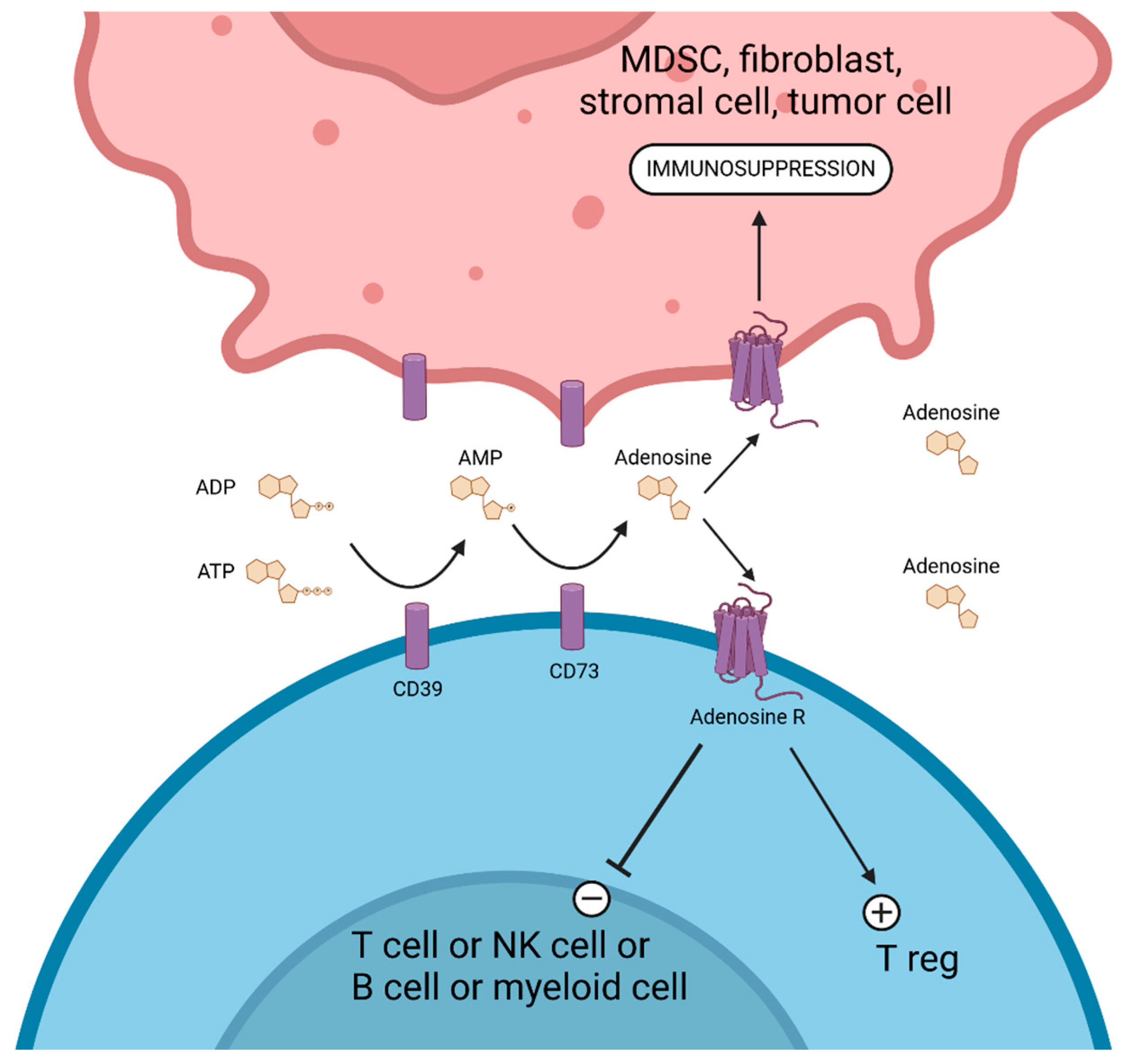 Cancers 17 00906 g006