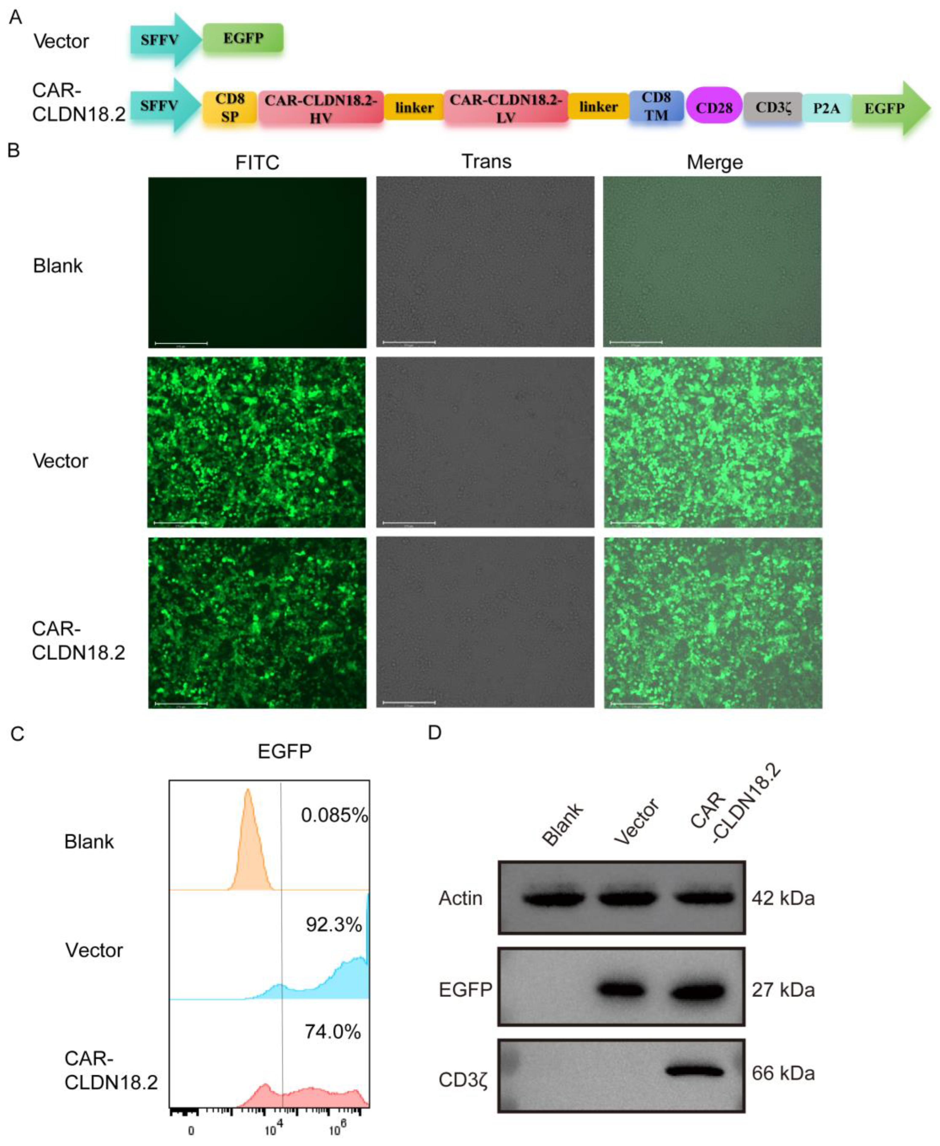 Cancers 17 00998 g001