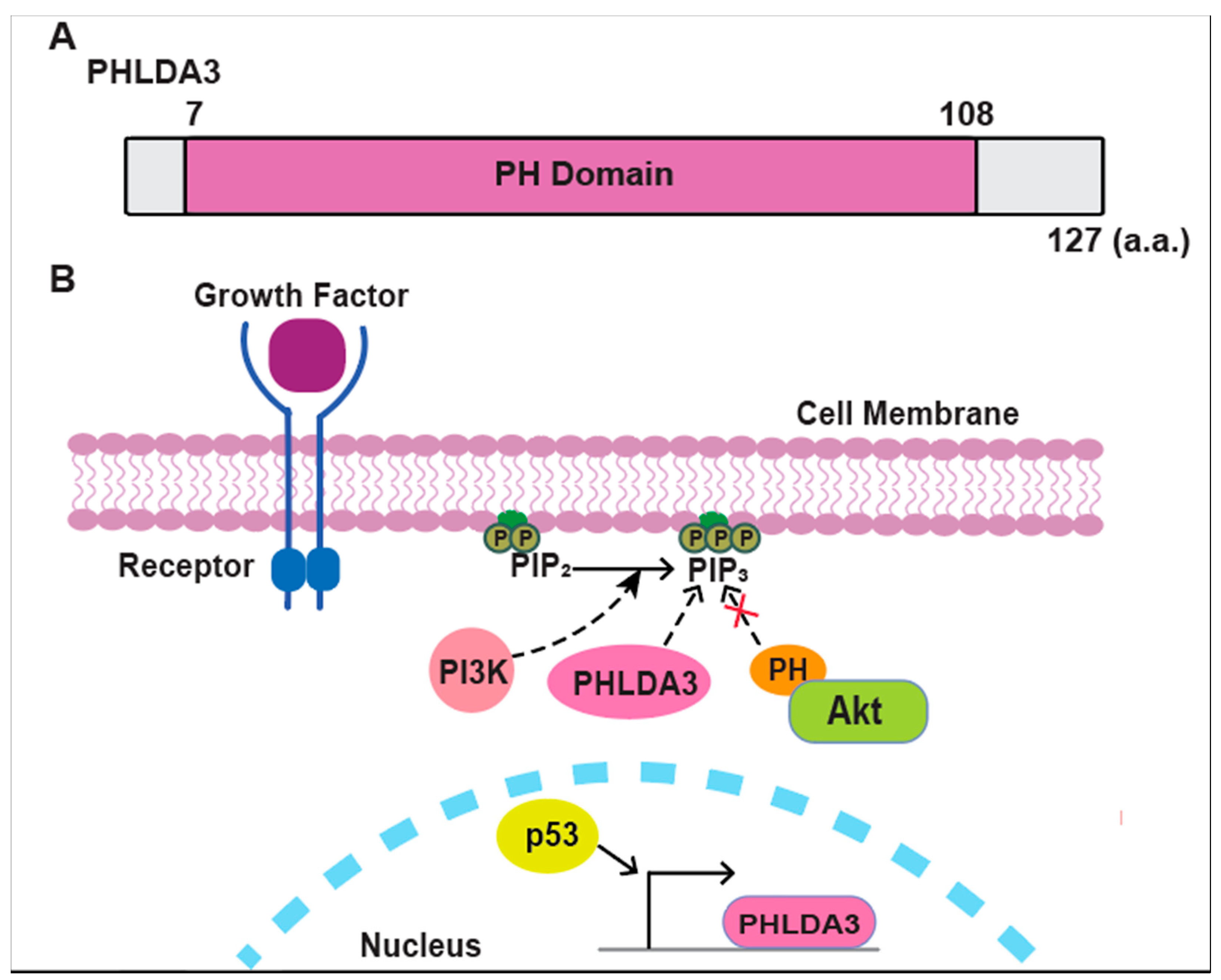 Cancers 17 01069 g001