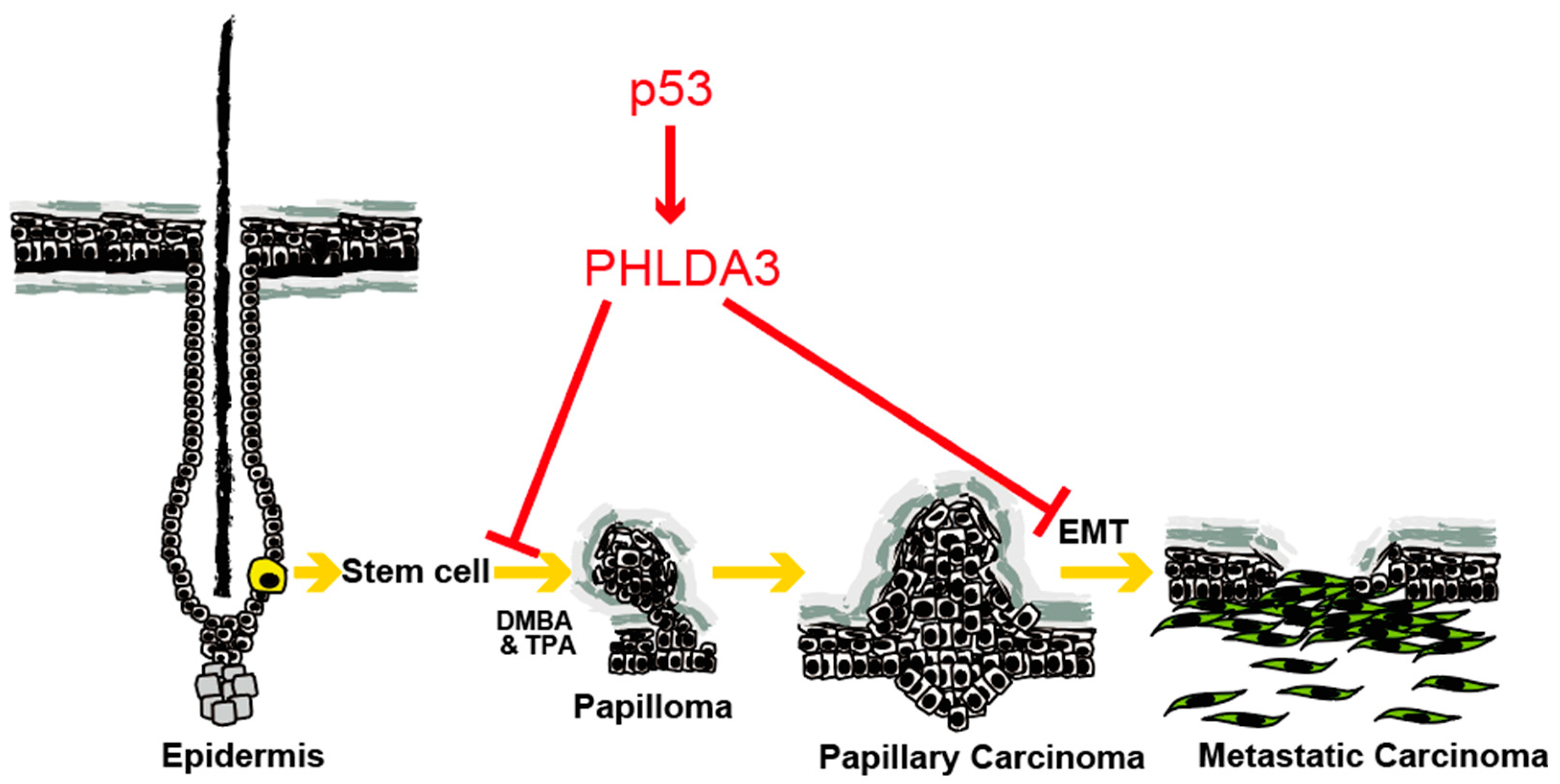 Cancers 17 01069 g004
