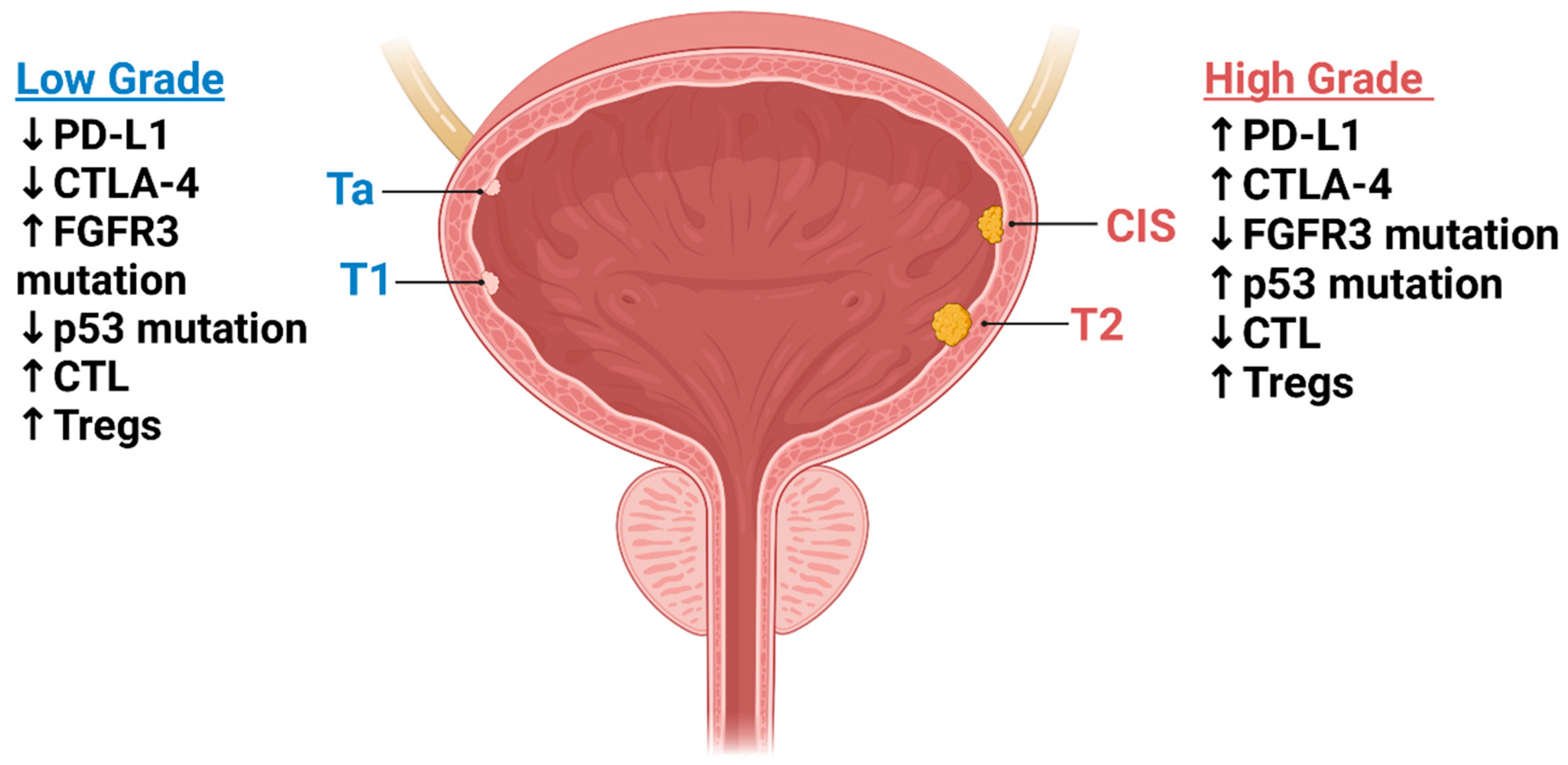 Cancers 17 01135 g001