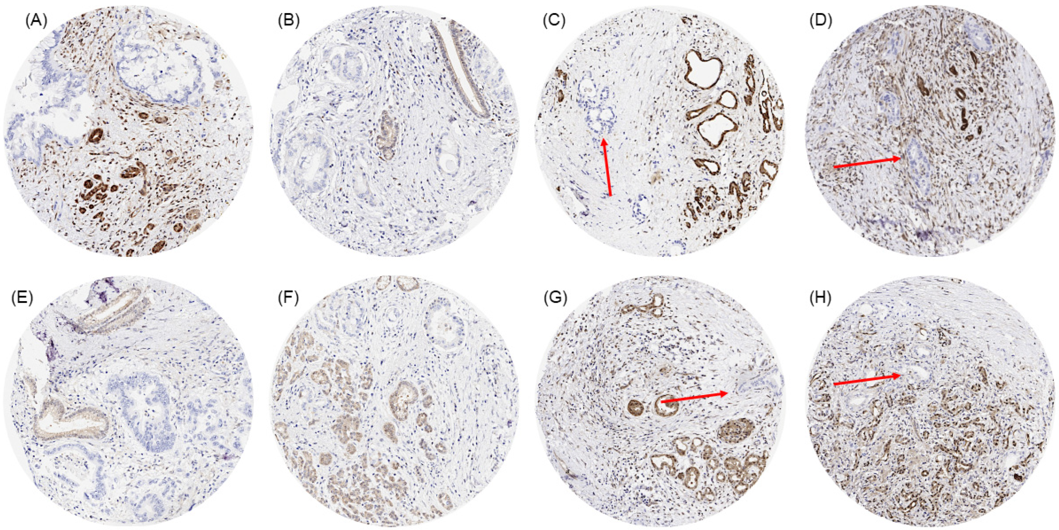 Cancers 17 01205 g001