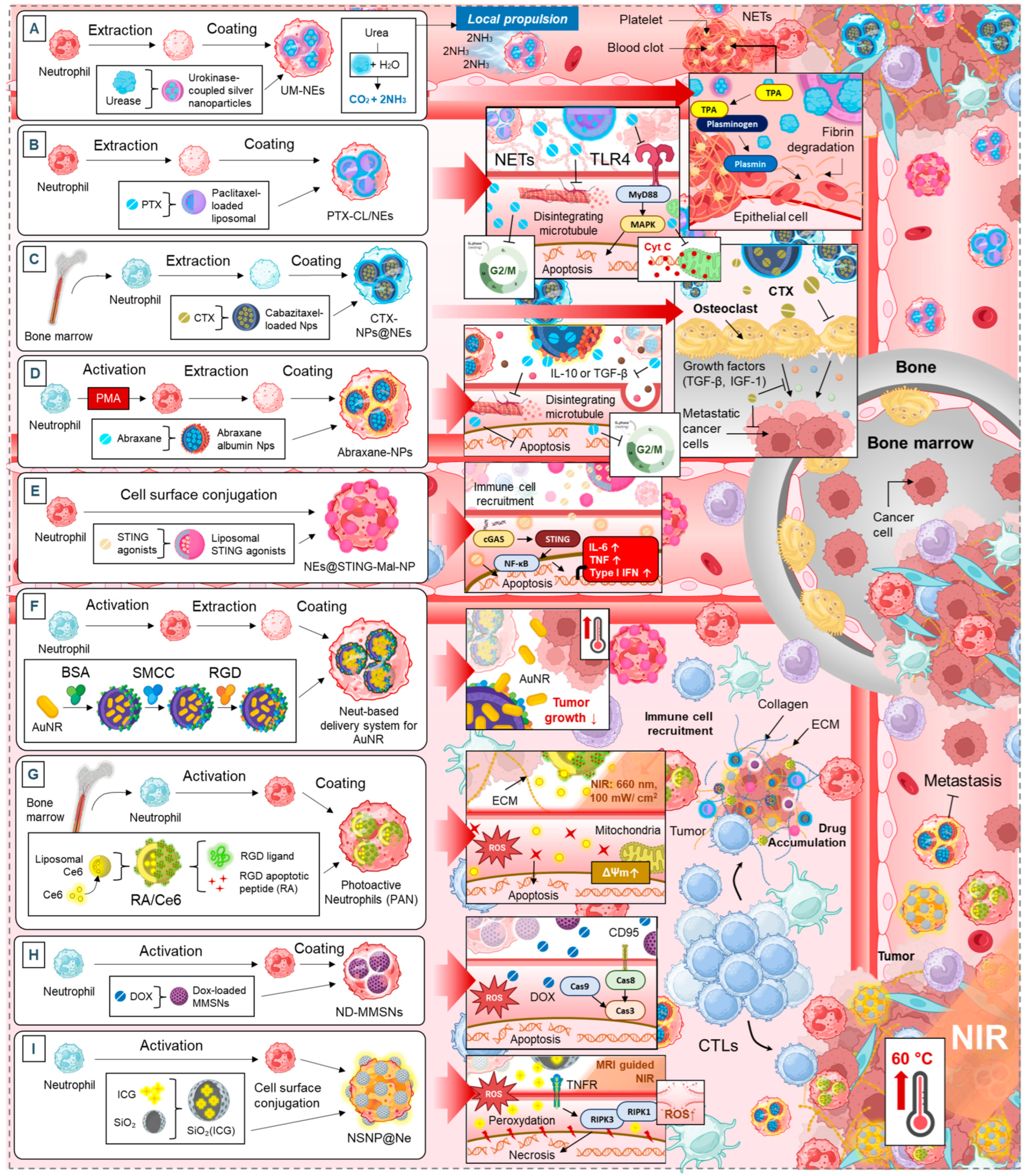 Cancers 17 01232 g005