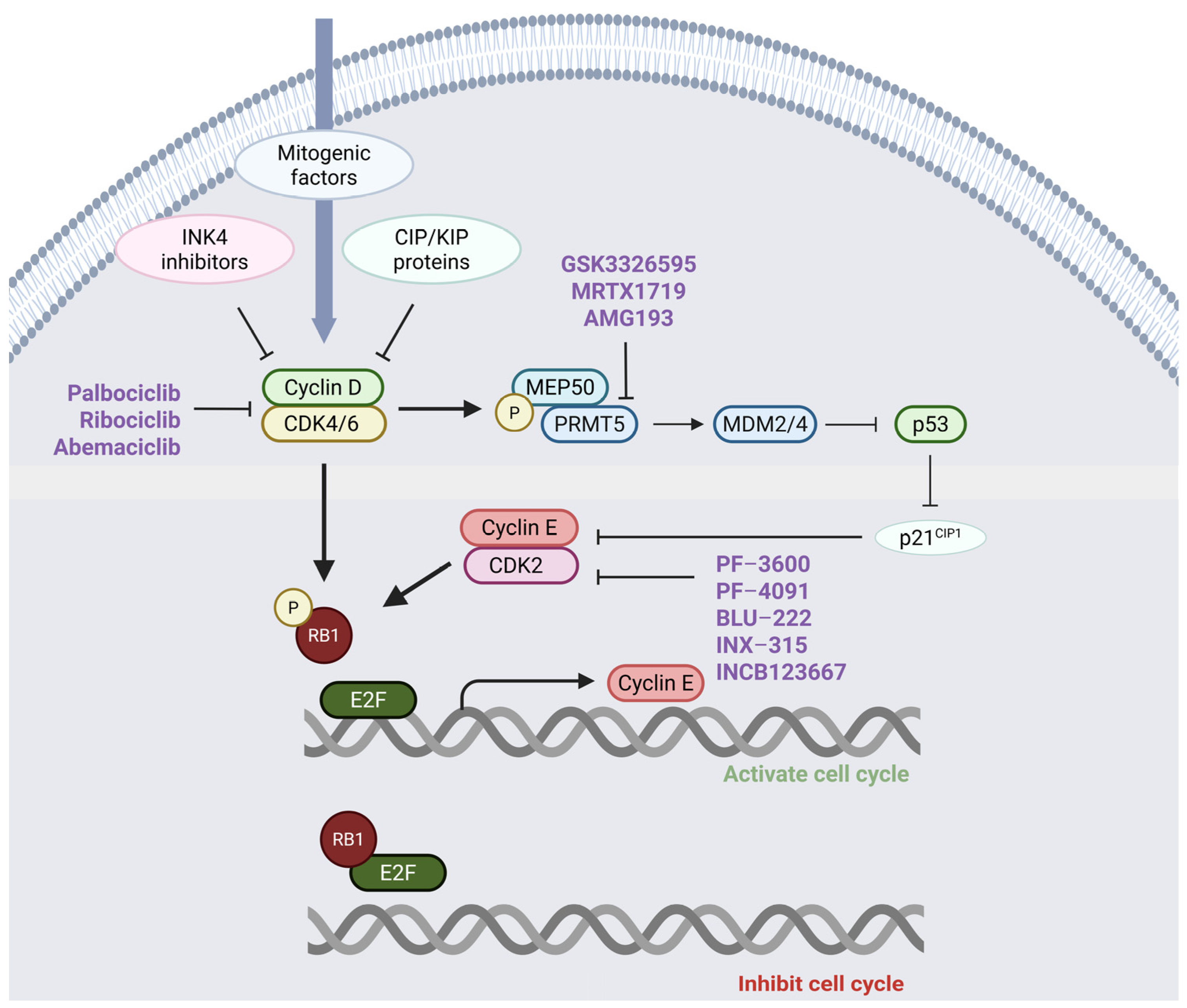 Cancers 17 01291 g002