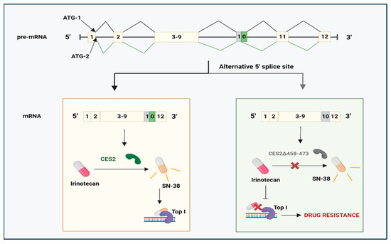 Cancers 17 01381 g007