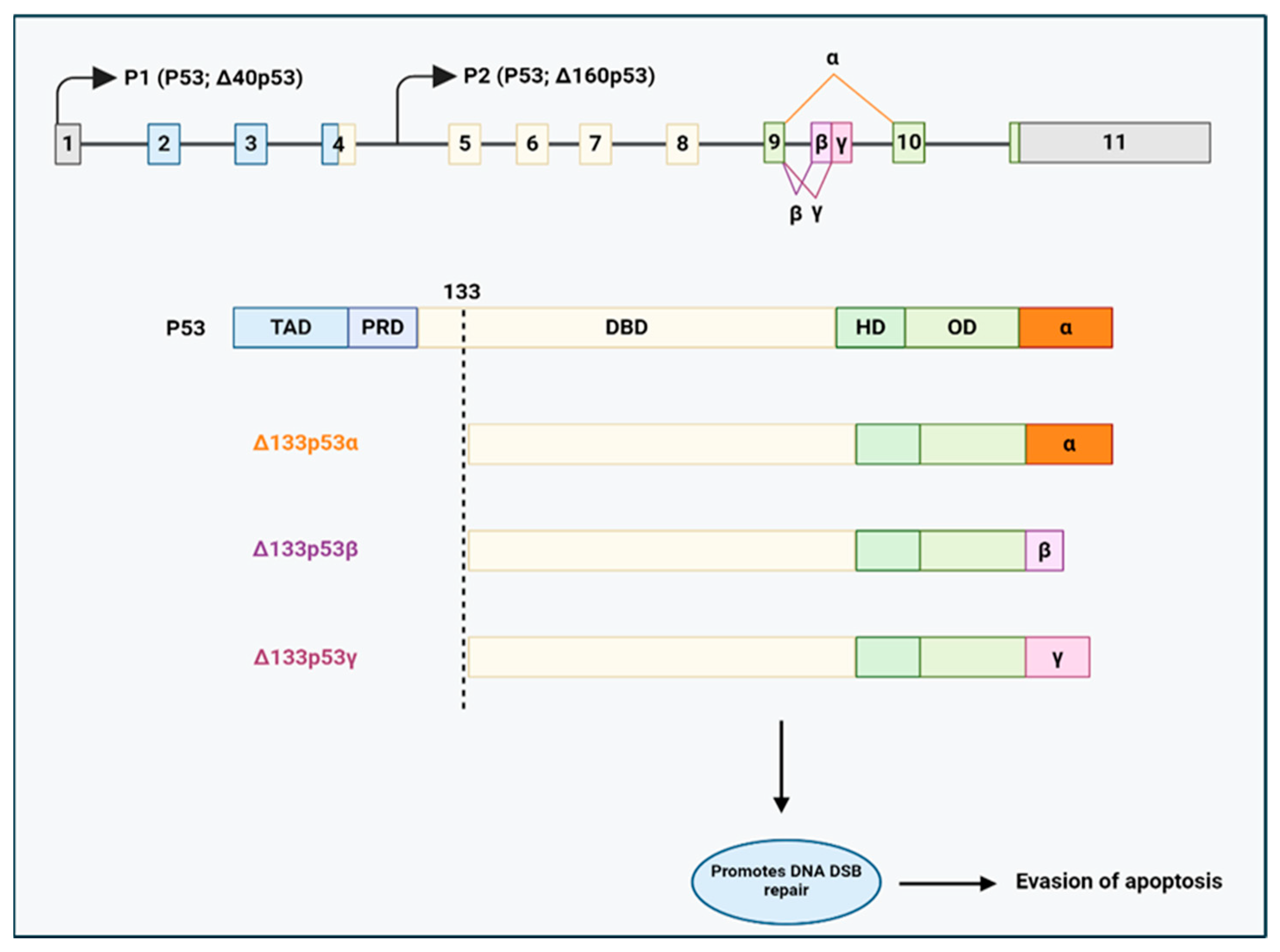 Cancers 17 01381 g009
