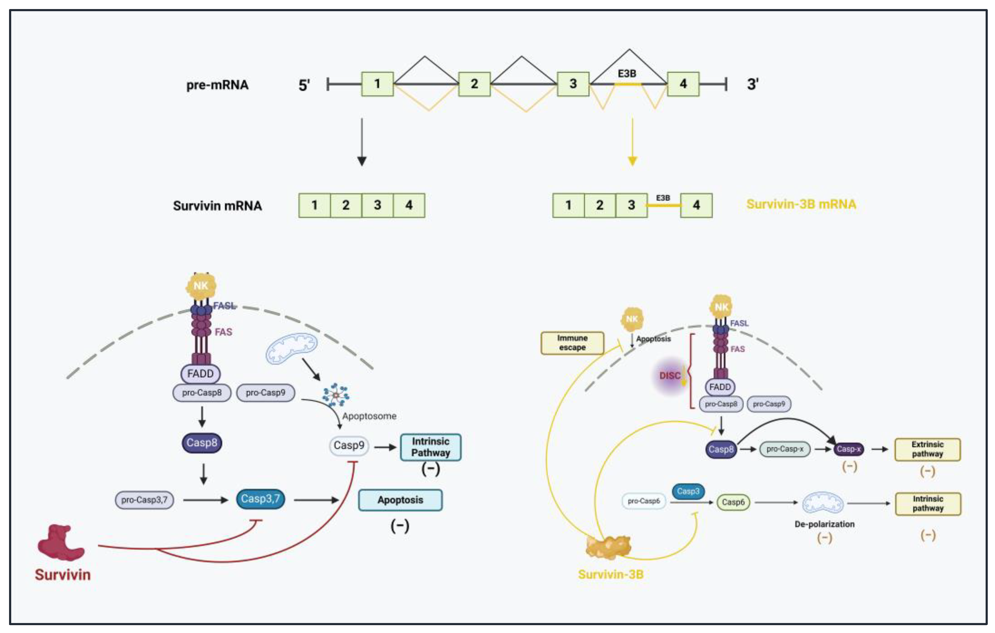 Cancers 17 01381 g010