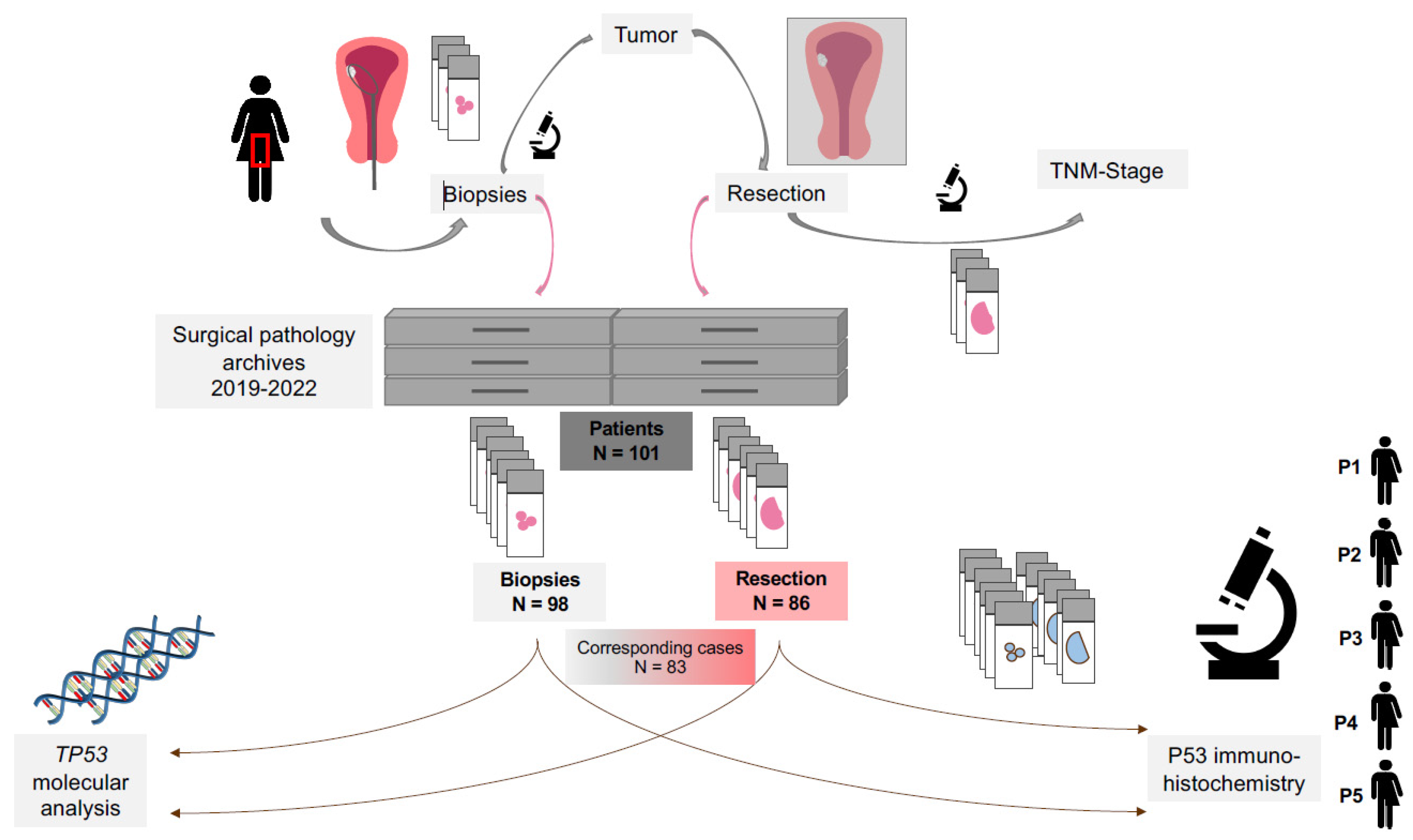 Assessment of p53 in Endometrial Carcinoma Biopsy and Corresponding ...