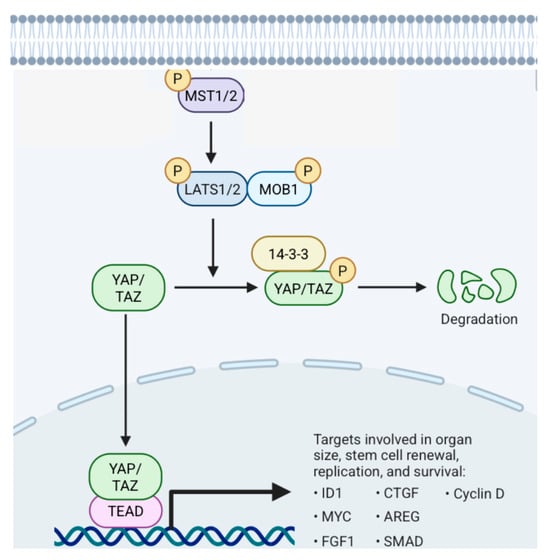 Cancers 17 01566 g021