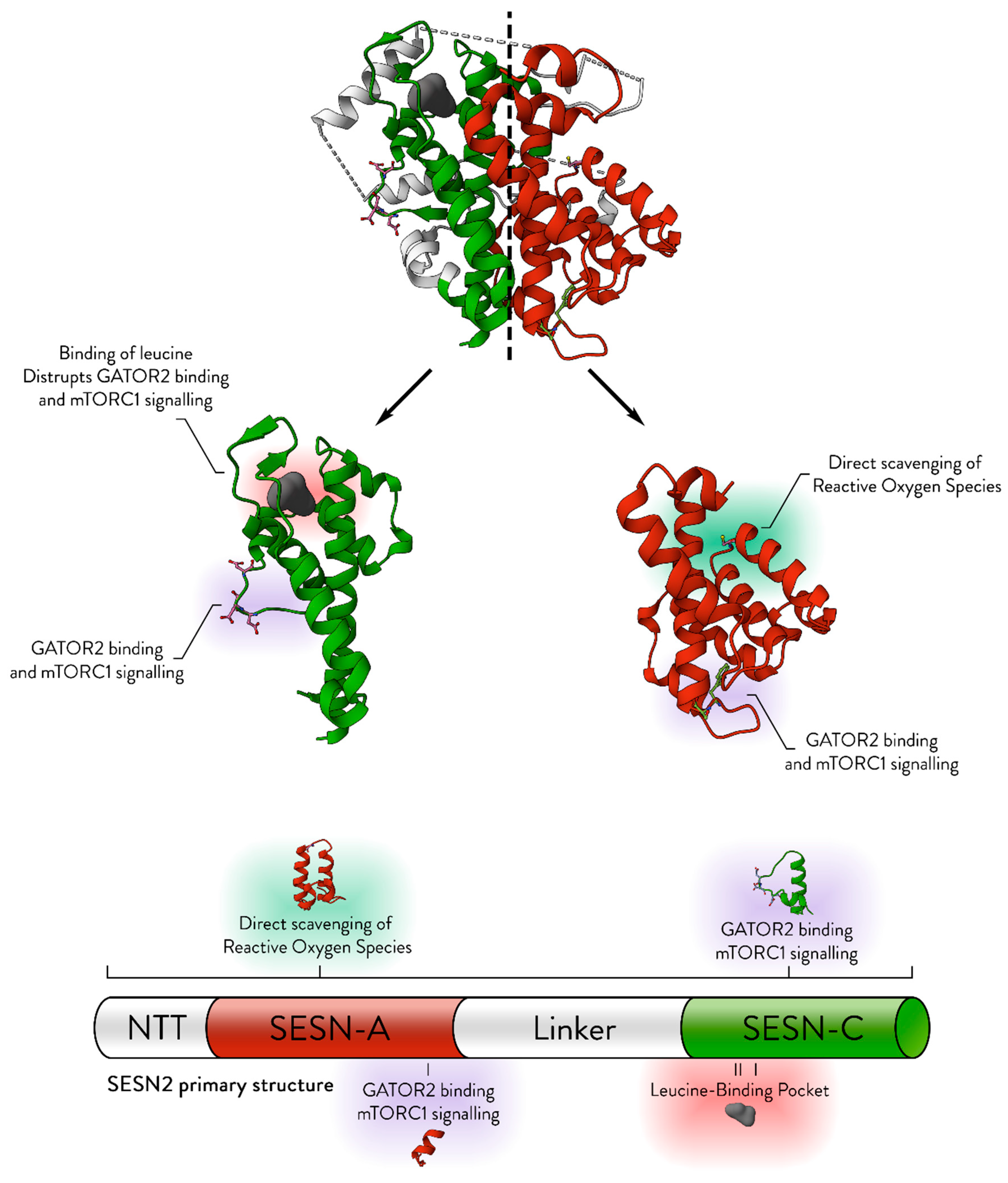 Cancers 17 01578 g001
