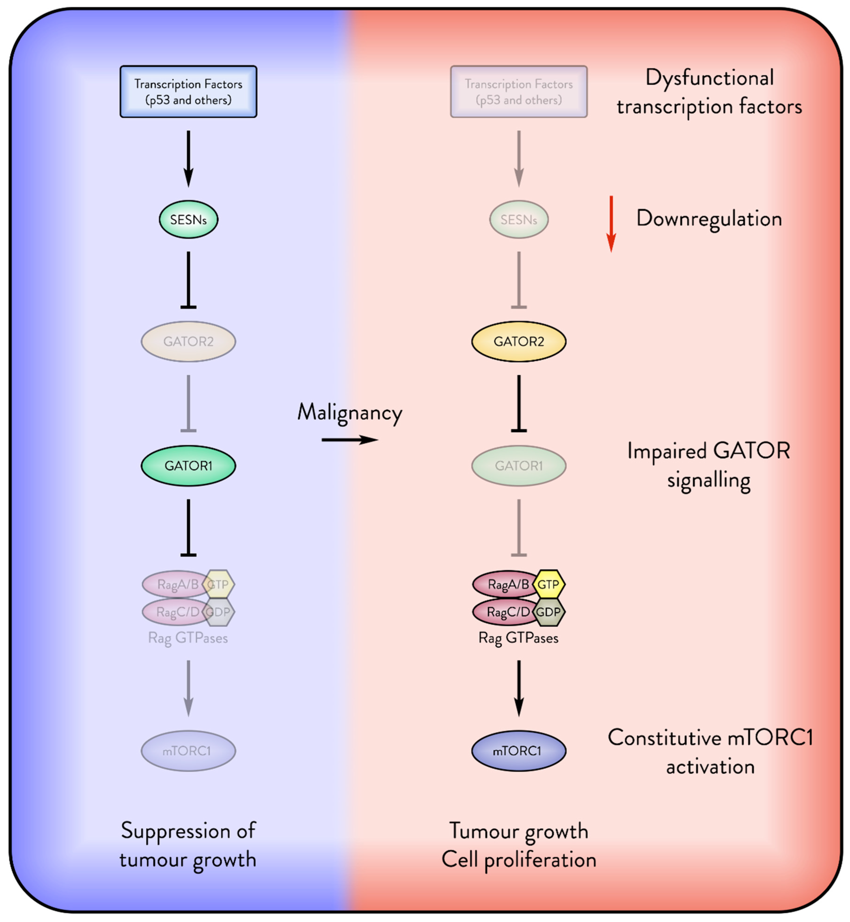 Cancers 17 01578 g003