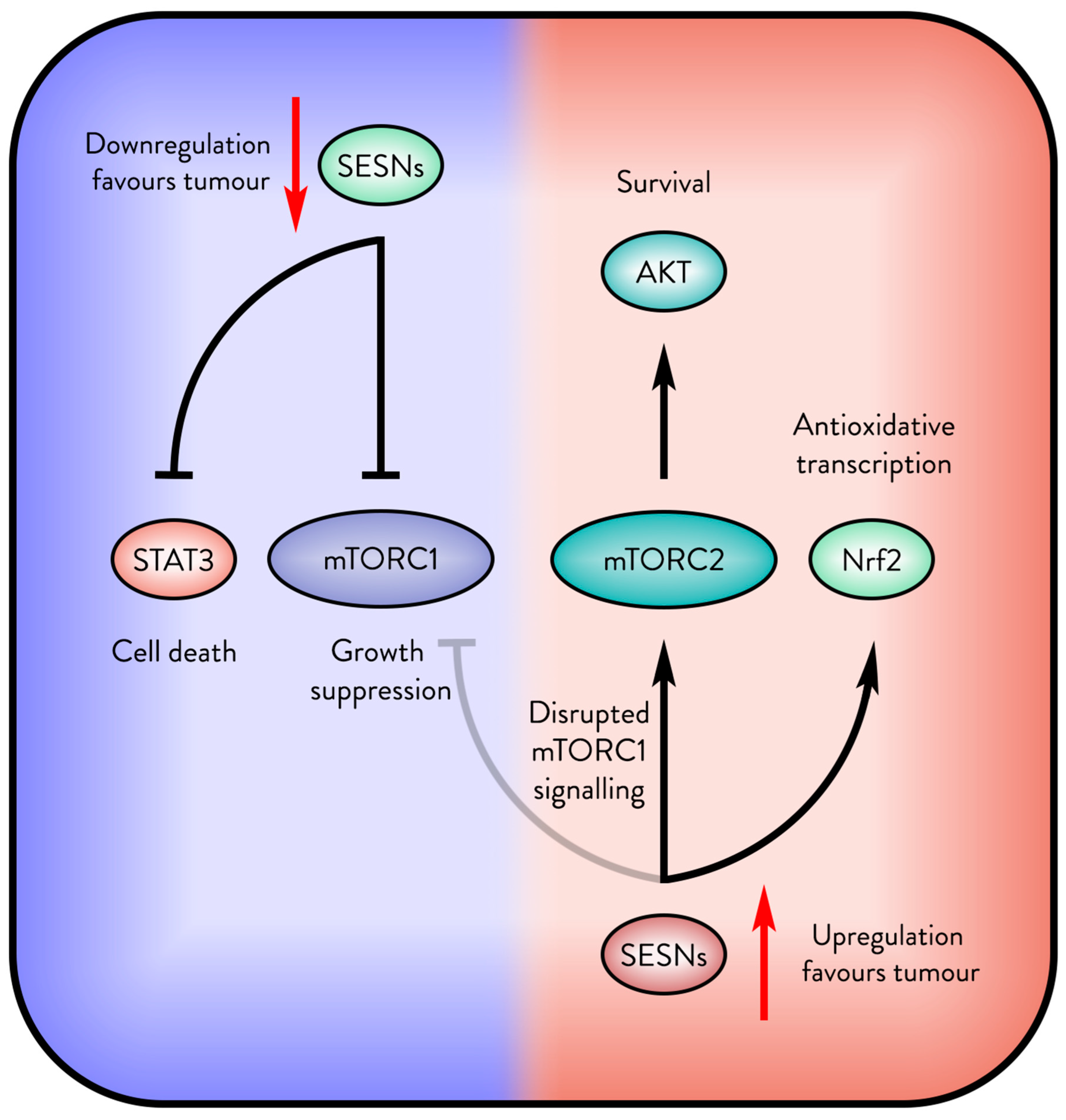 Cancers 17 01578 g004