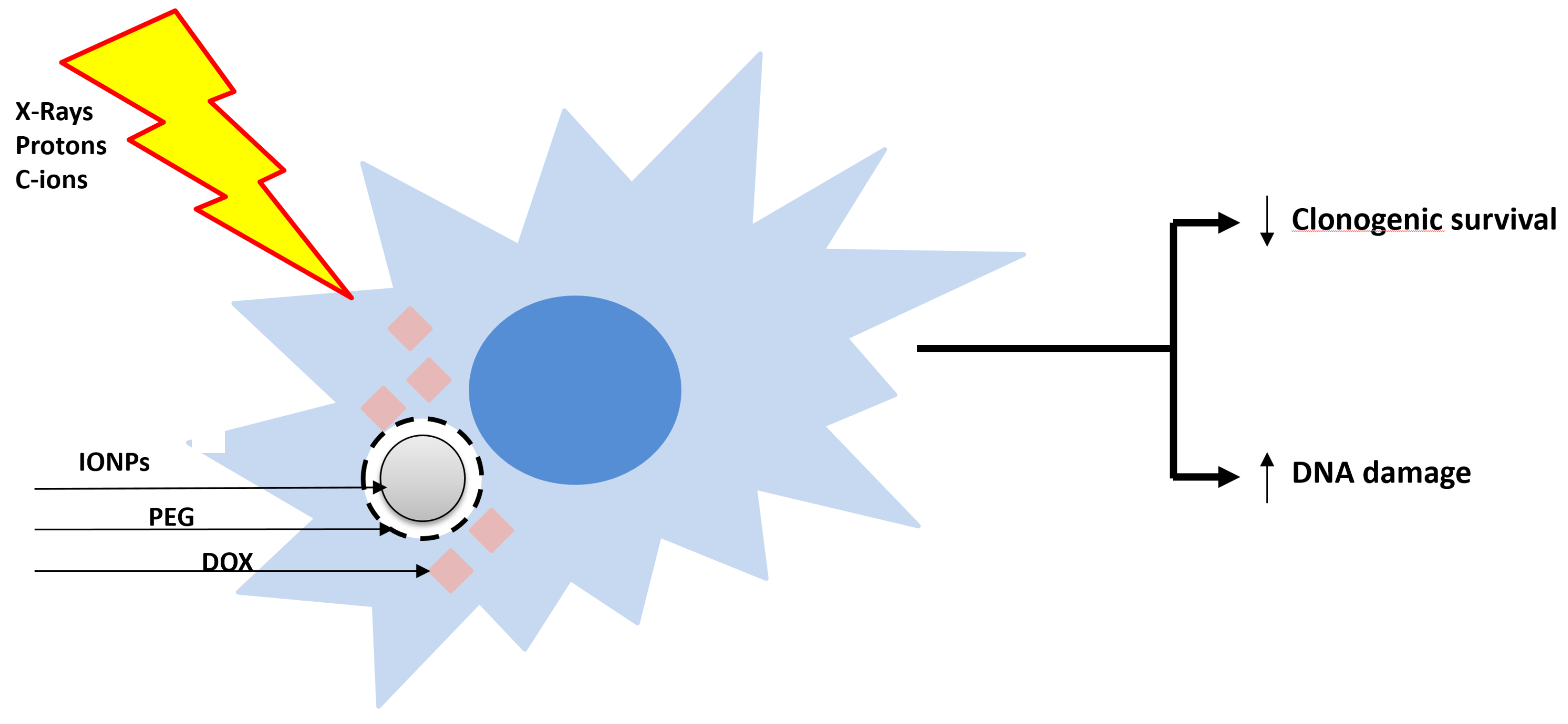 Cancers 17 01580 g002