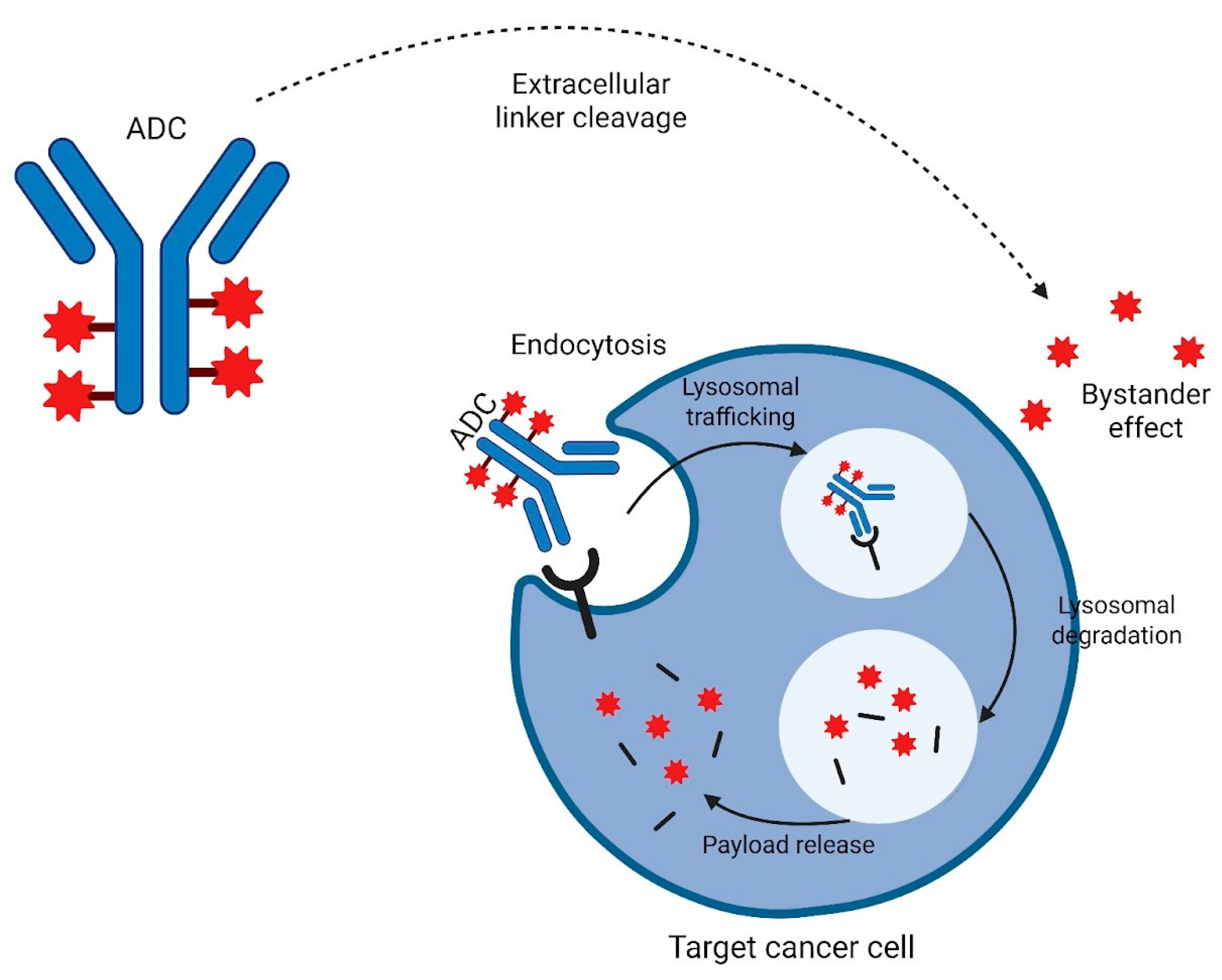 Cancers 17 01591 g001