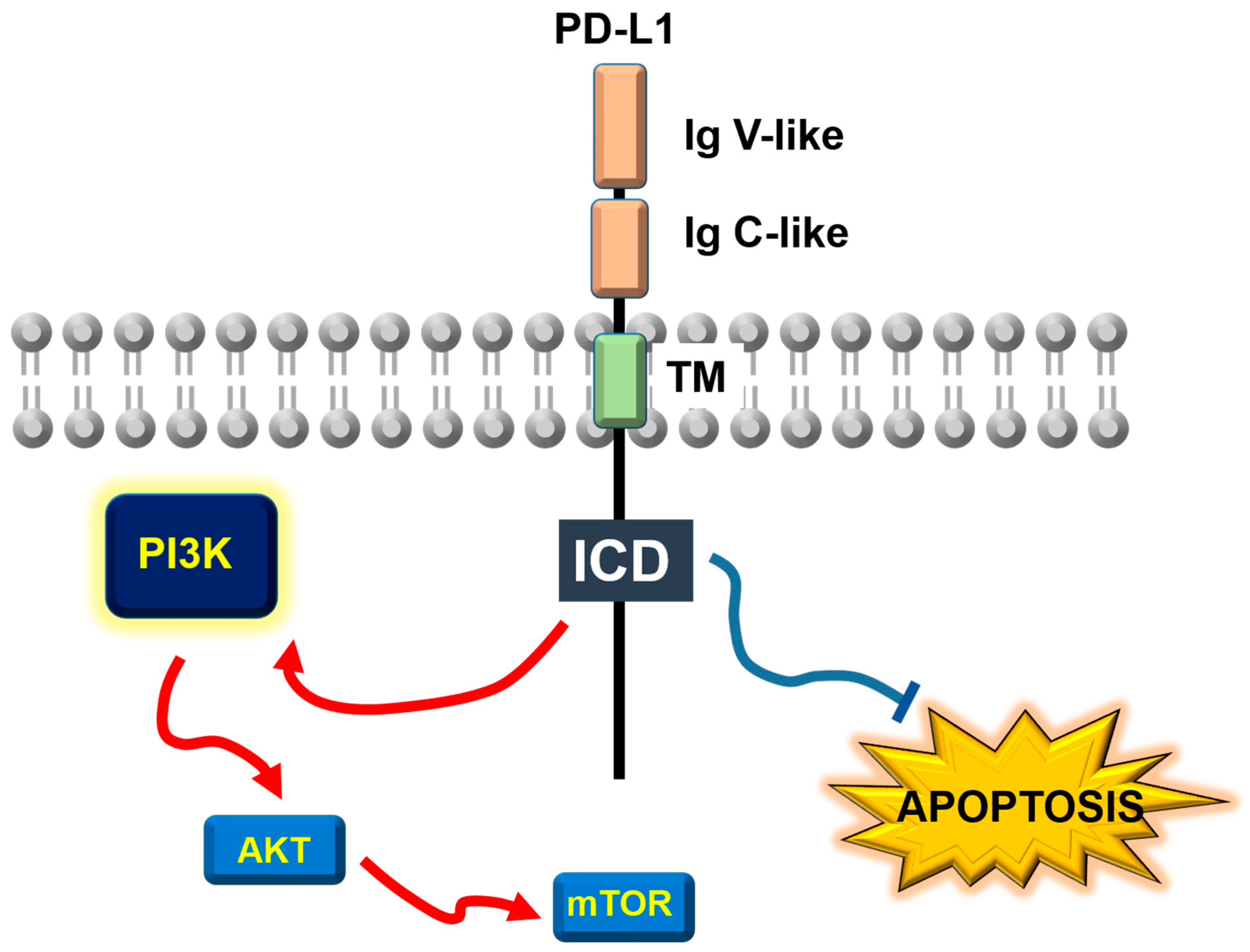 Cancers 17 01635 g001
