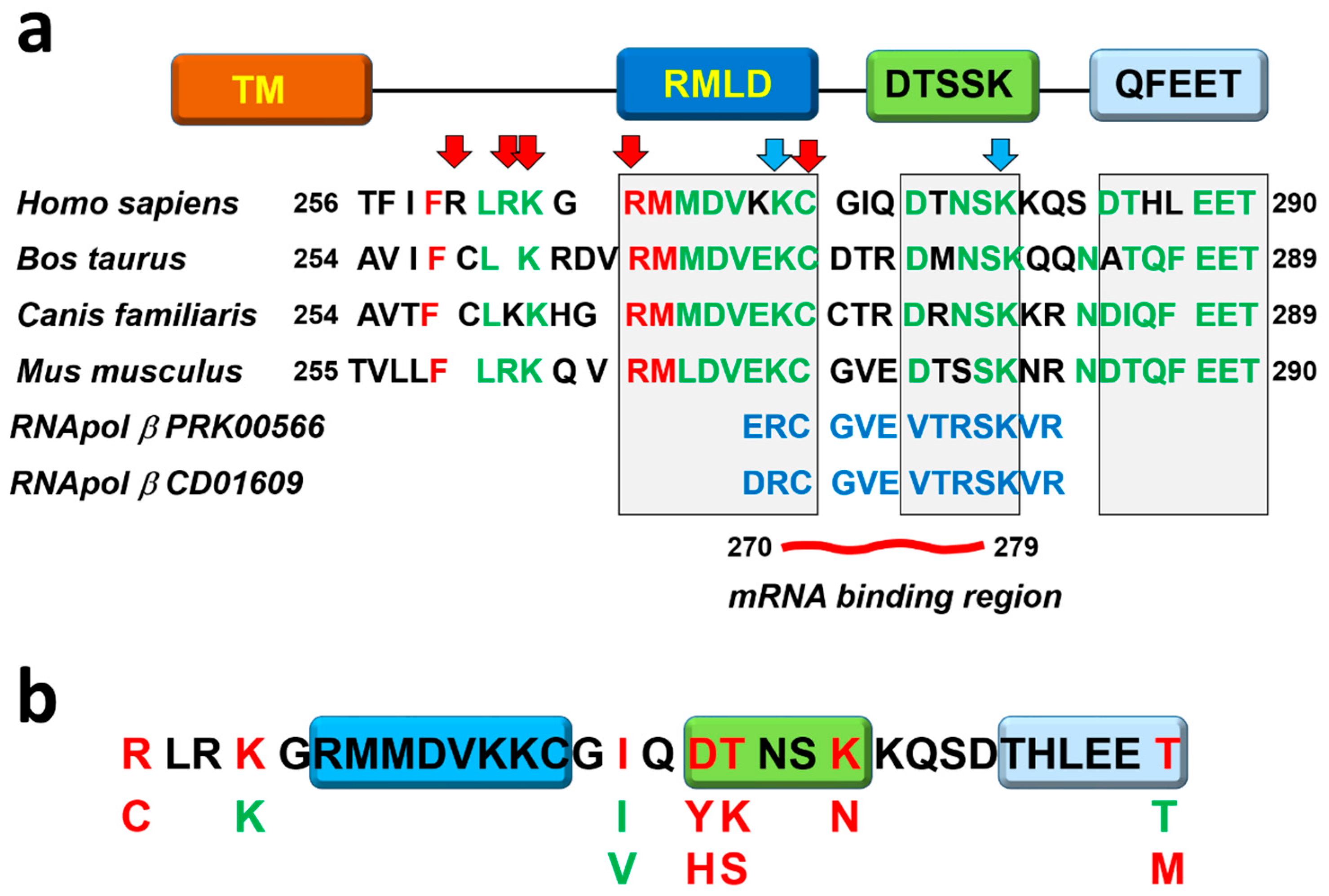 Cancers 17 01635 g002