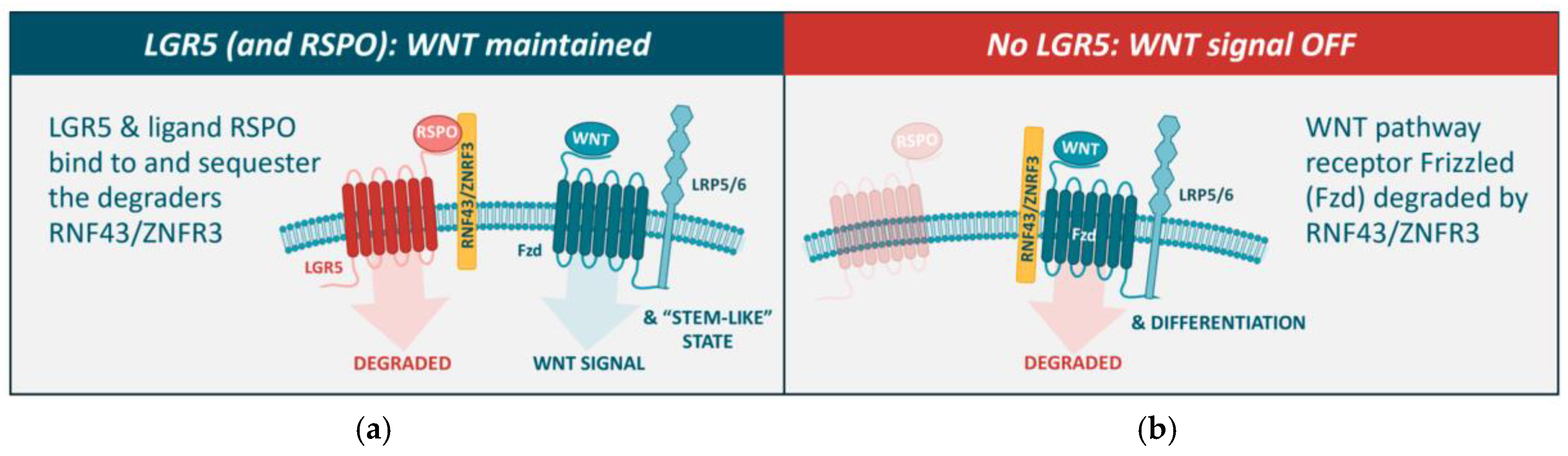 Cancers 17 01665 g003 Cancers 17 01665 g003