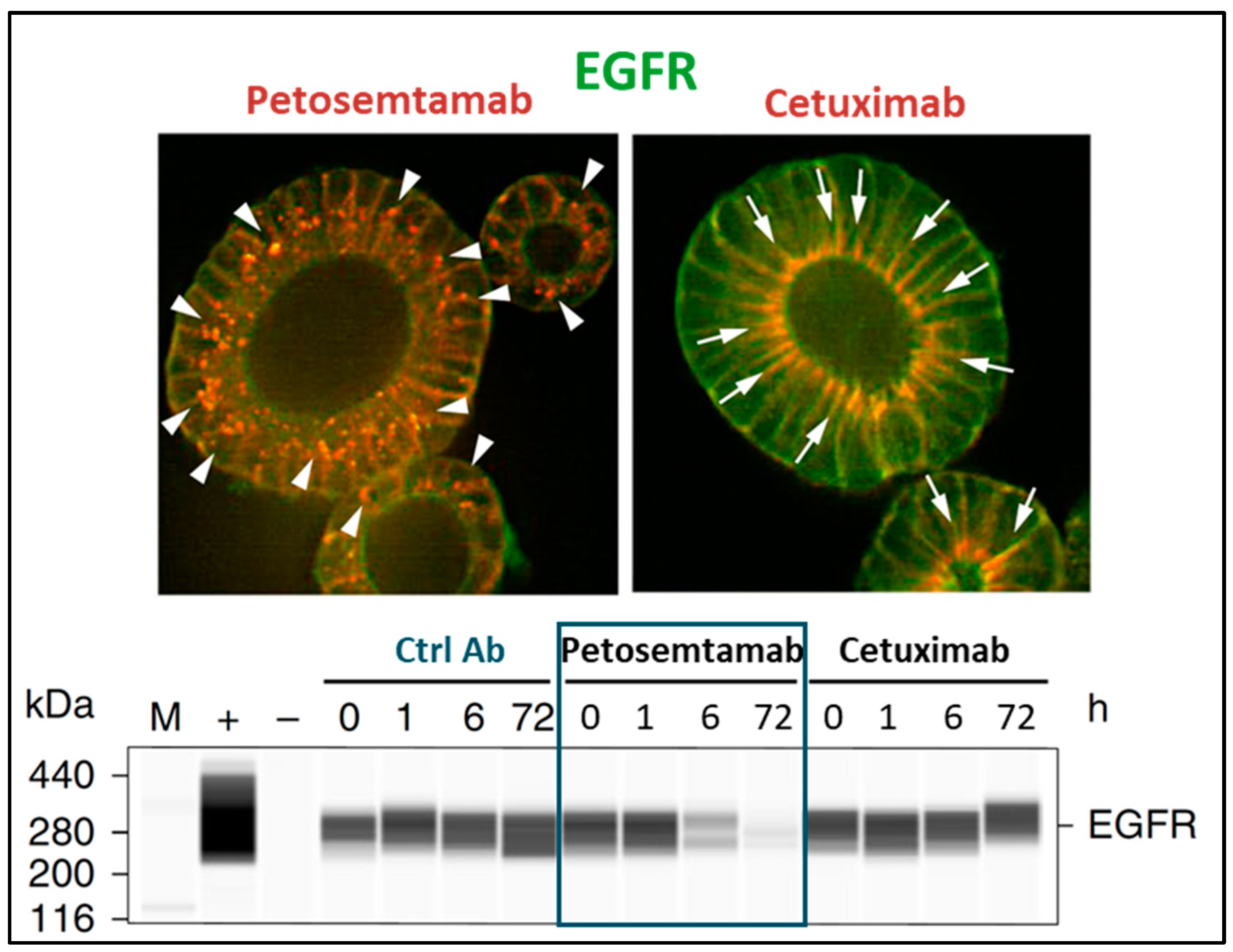 Cancers 17 01665 g006 Cancers 17 01665 g006