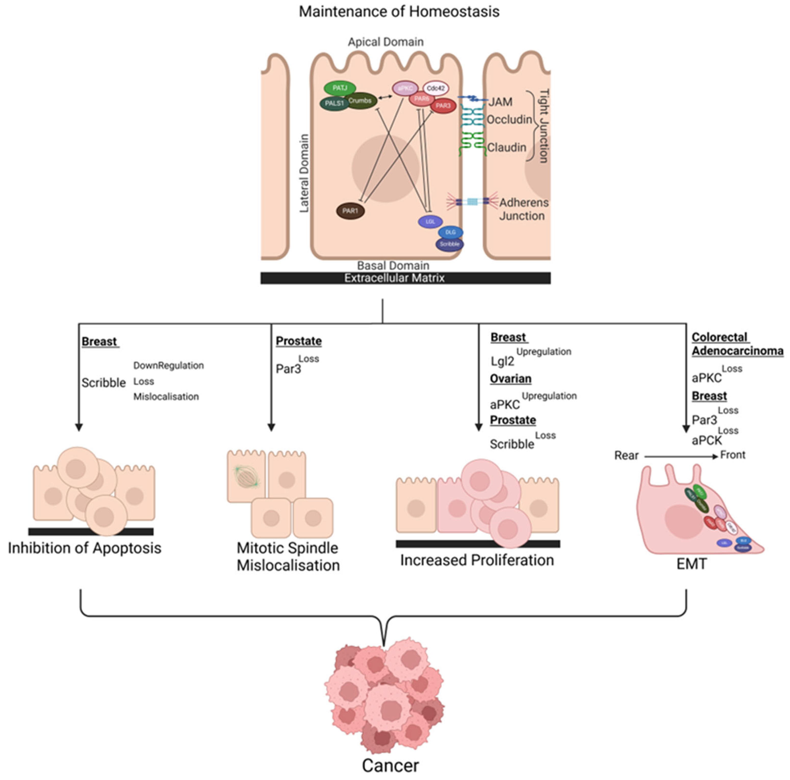 Cancers 17 01675 g001