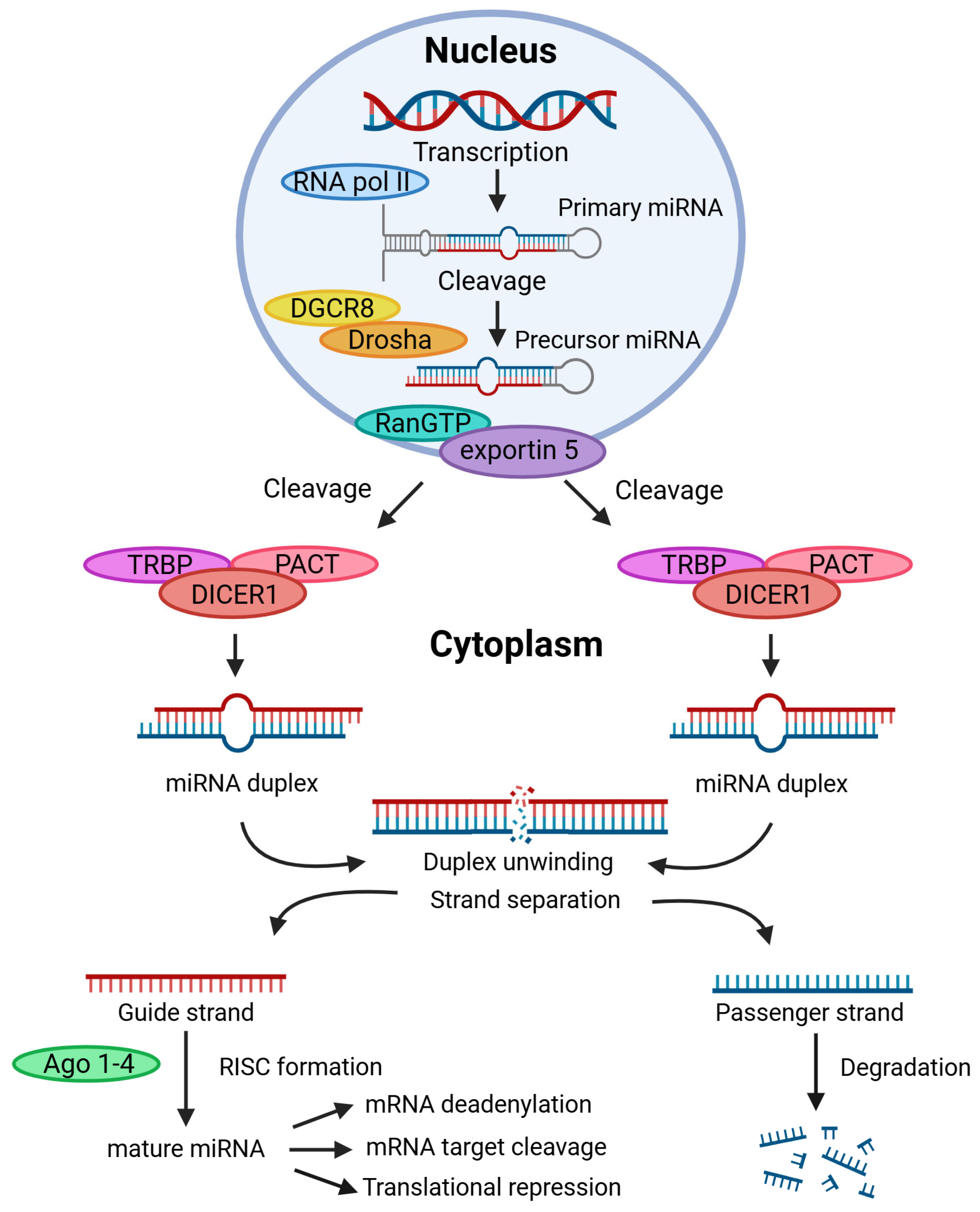 Cancers 17 01675 g002