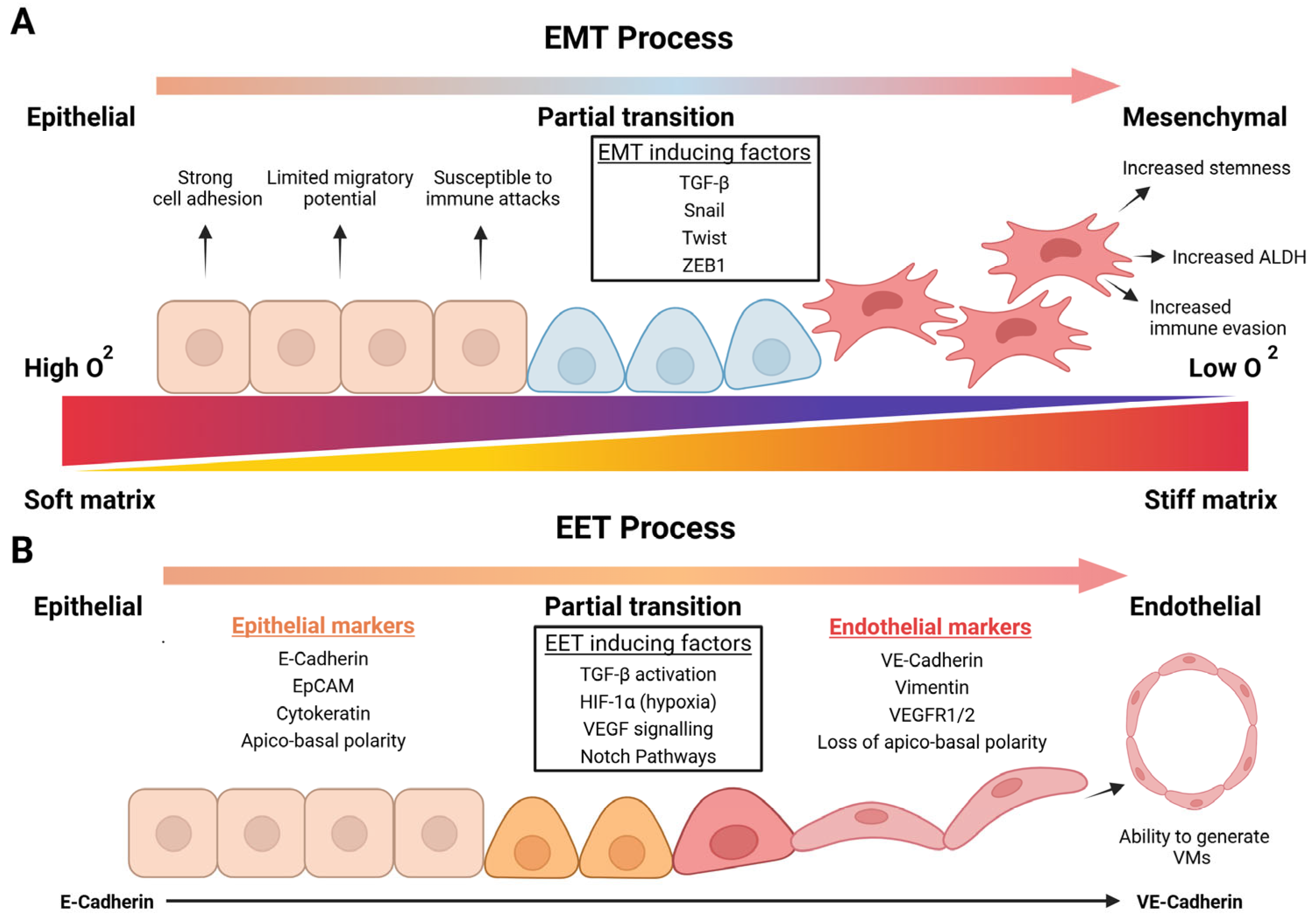 Cancers 17 01675 g003