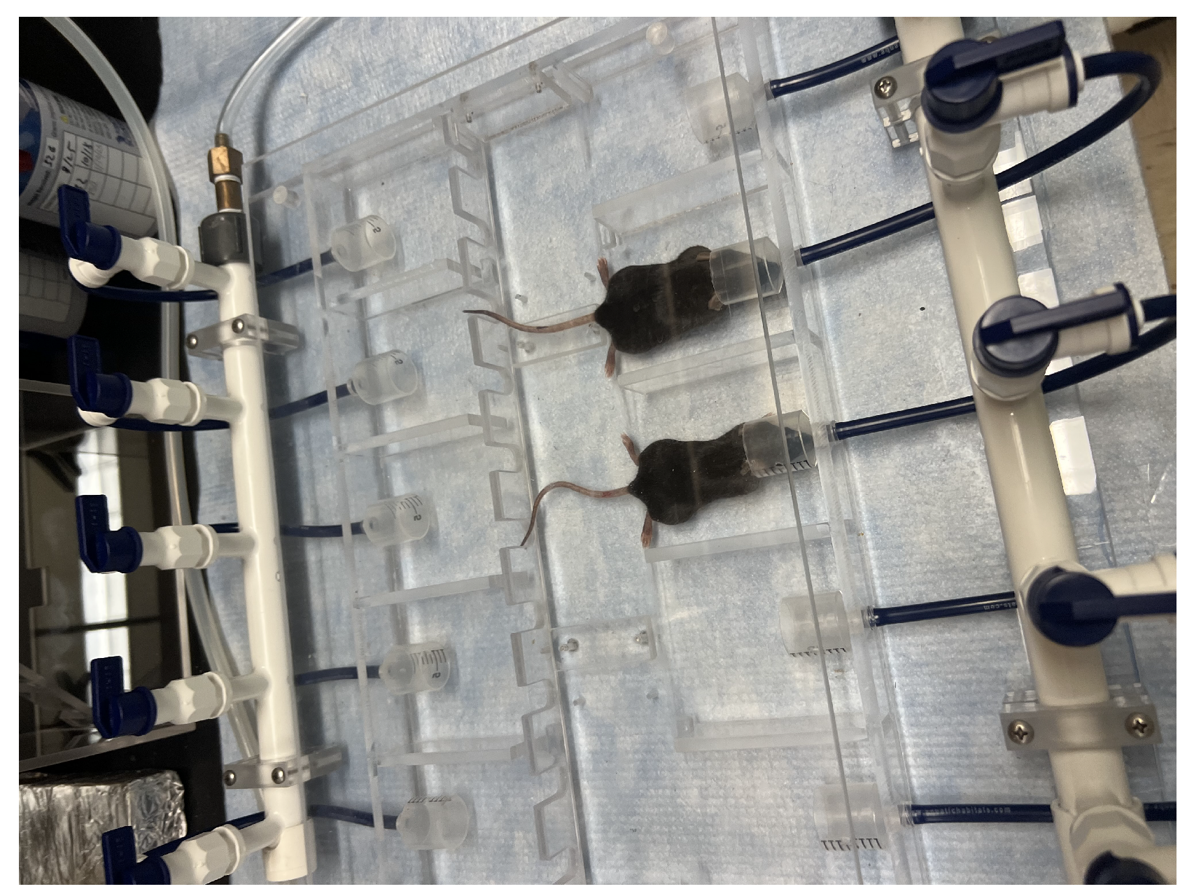 Cancers 17 01701 g001