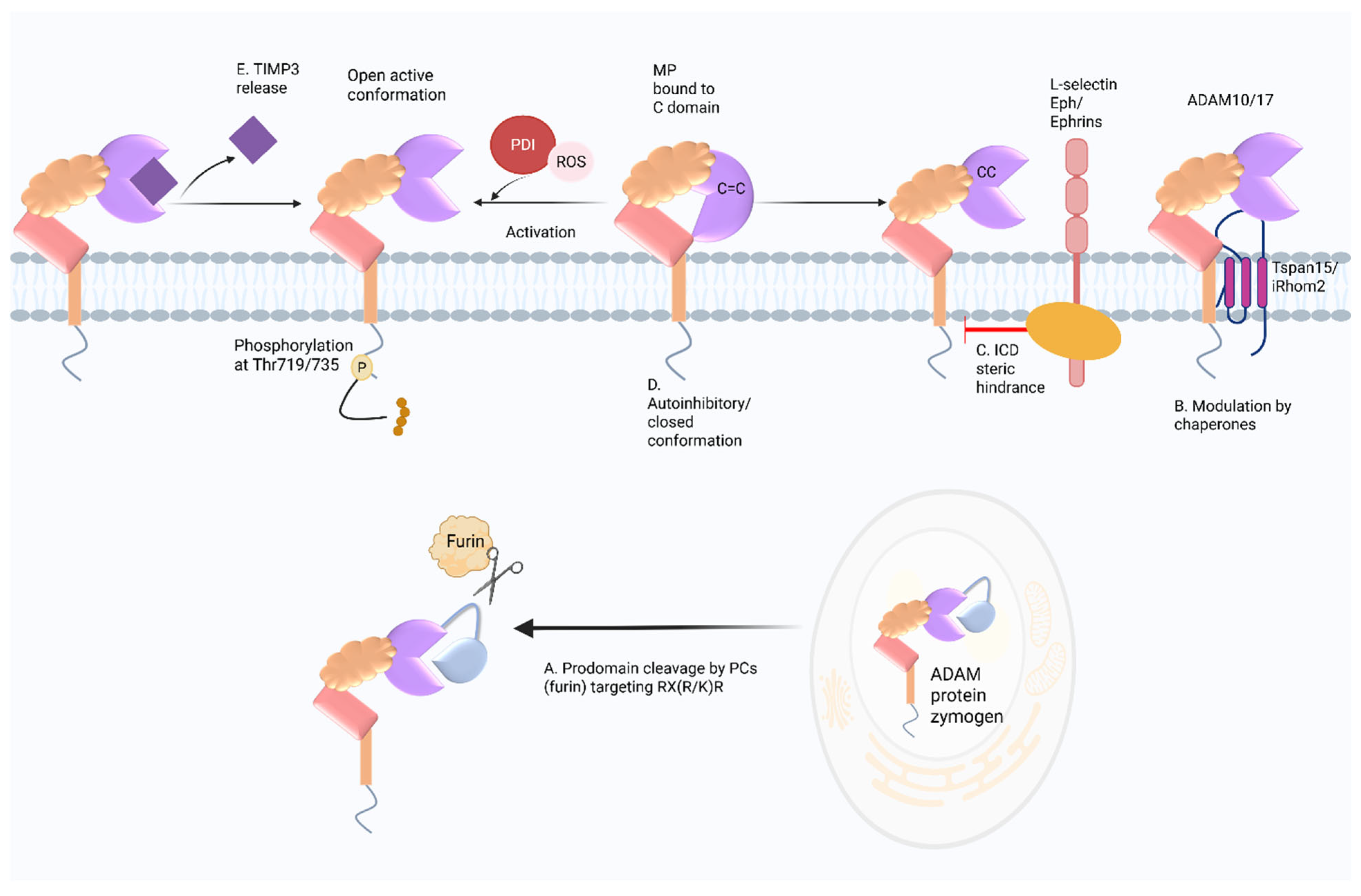 Cancers 17 01703 g002