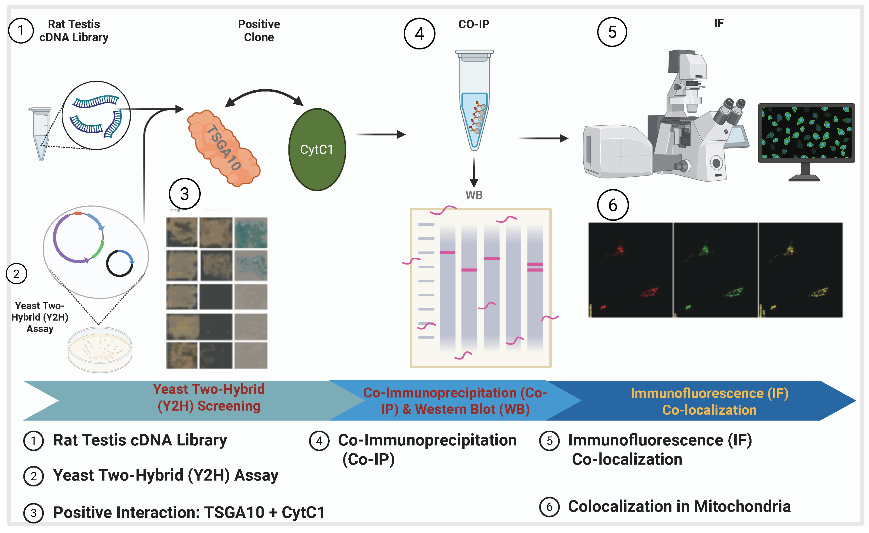 Cancers 17 01756 g002