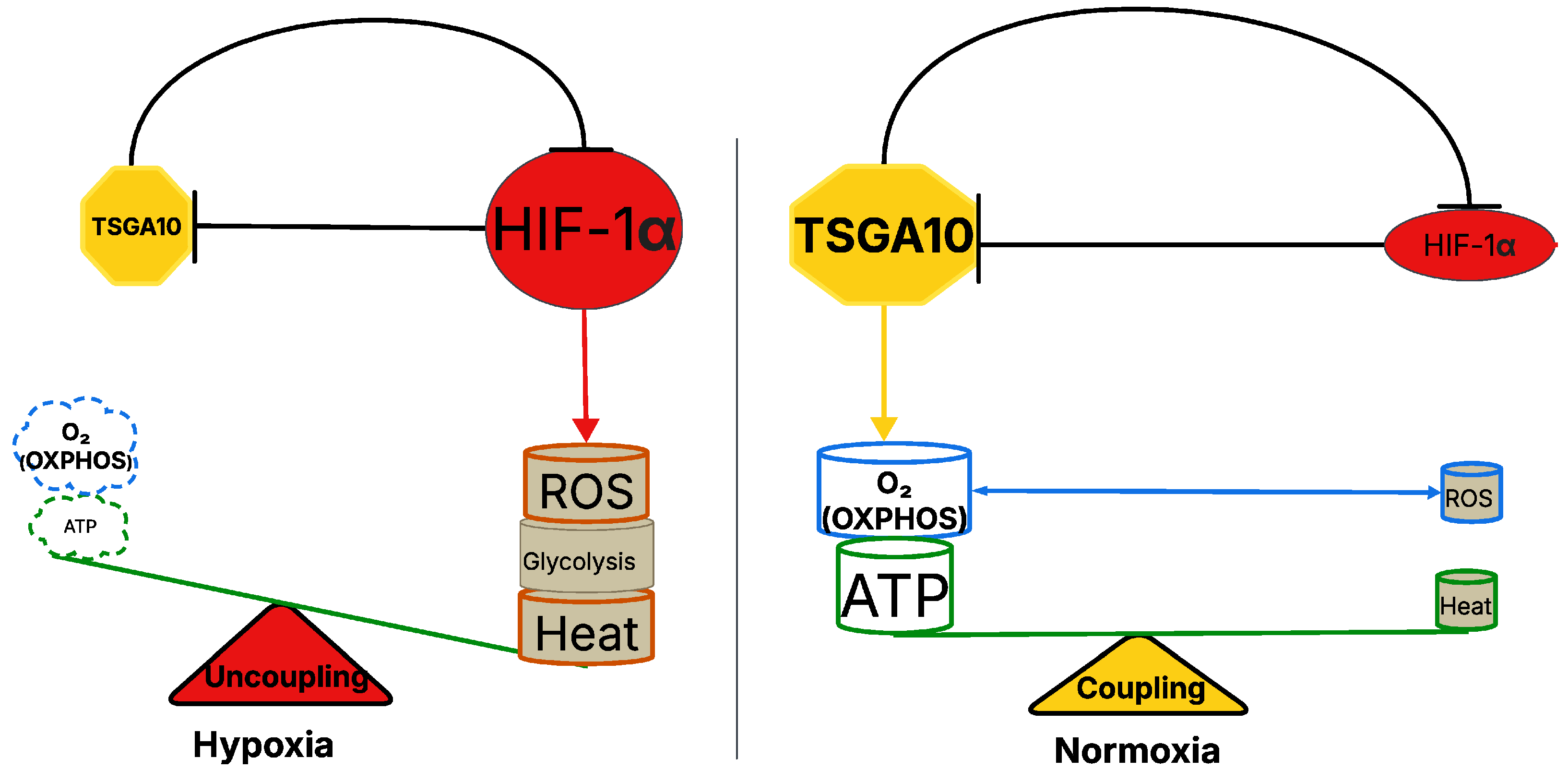 Cancers 17 01756 g004