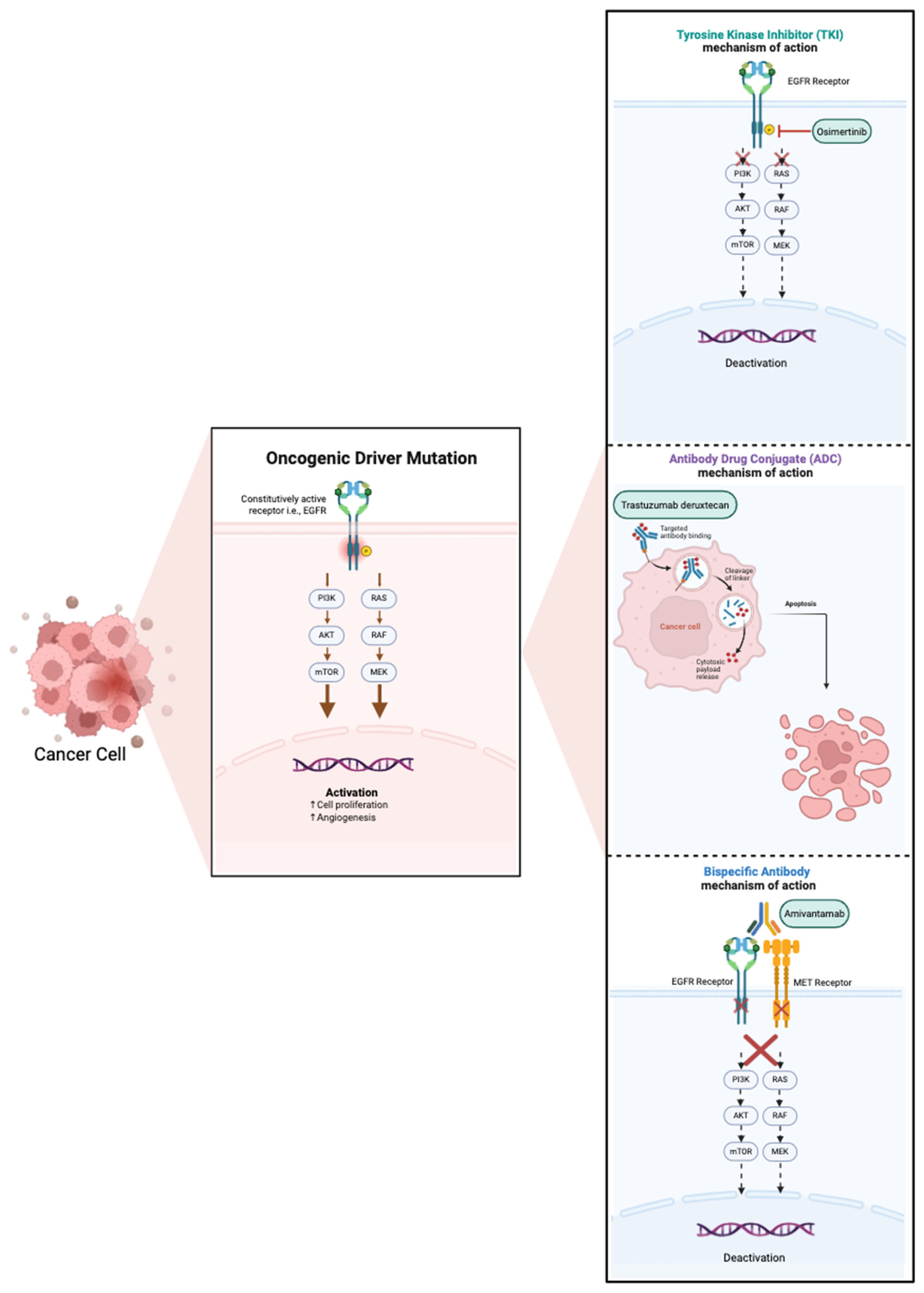 Cancers 17 01950 g002