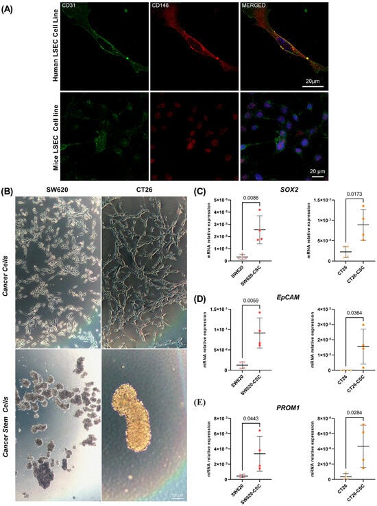 Cancers 17 01977 g001