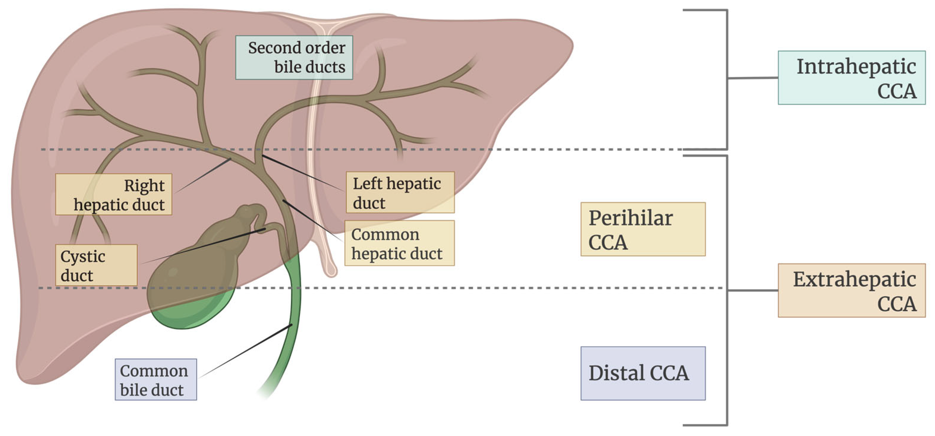 Cancers 17 02155 g002