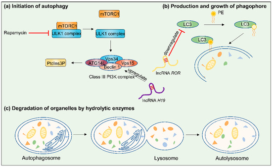 Cancers 17 02179 g004