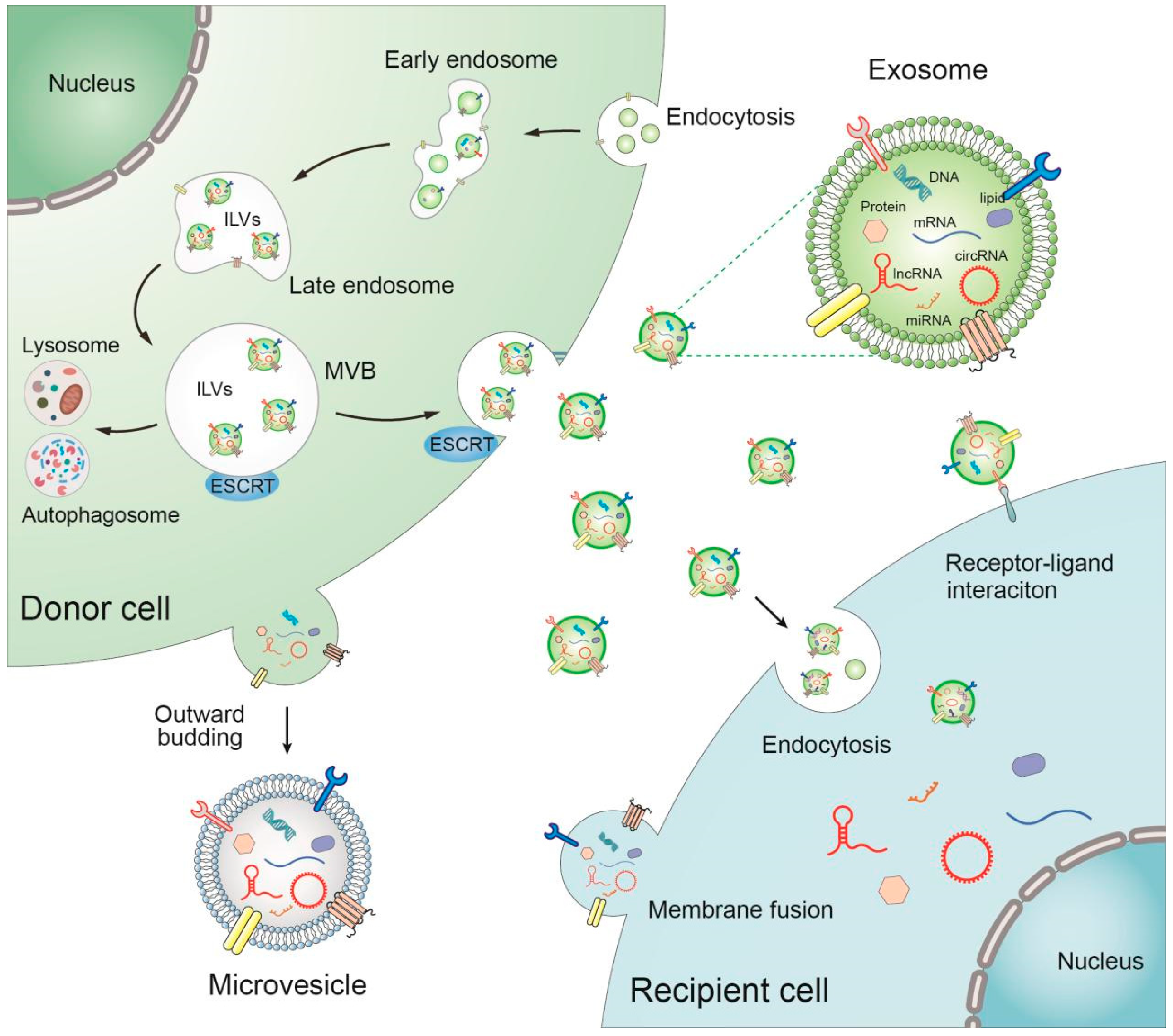 Cancers 17 02186 g001