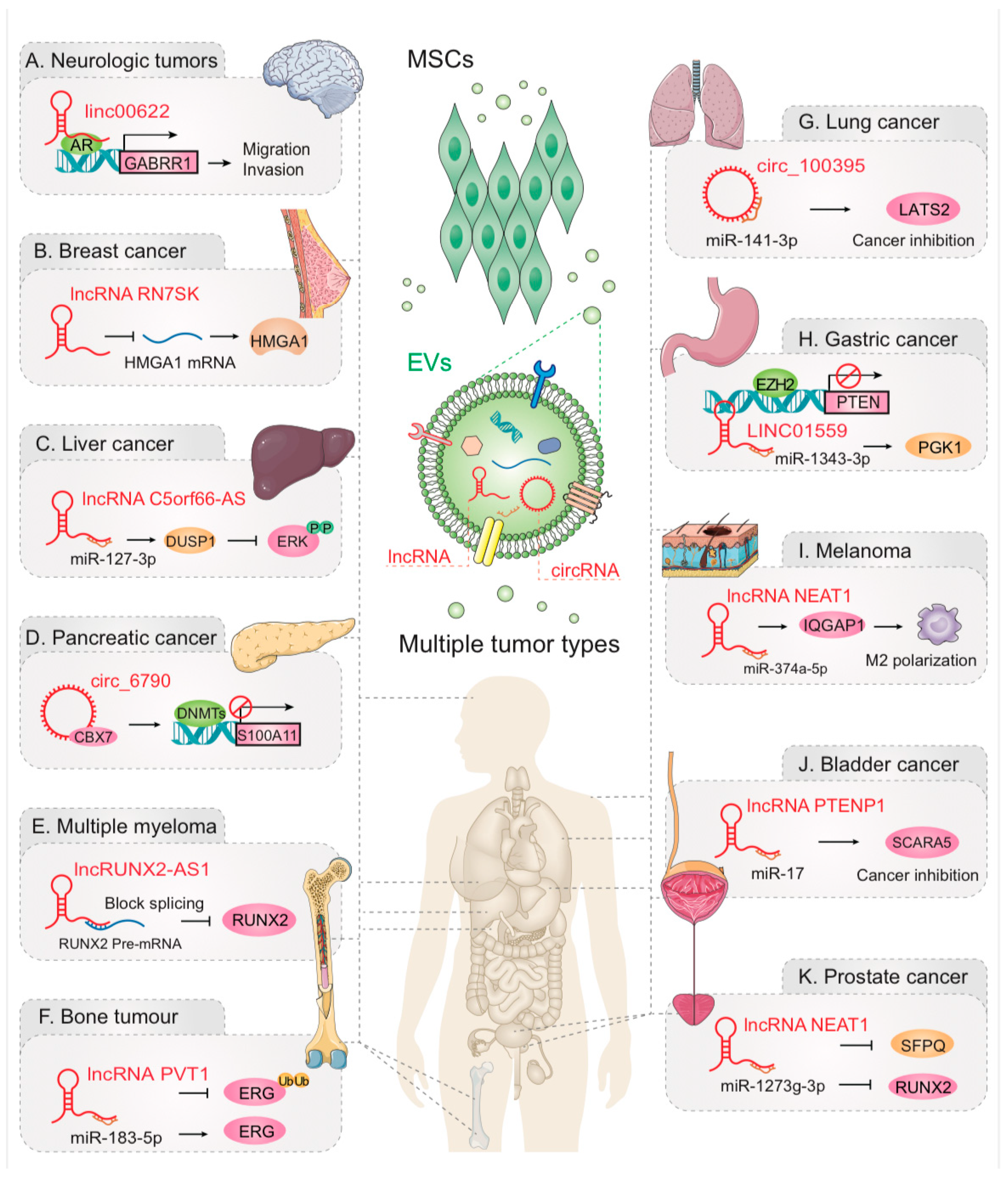 Cancers 17 02186 g003