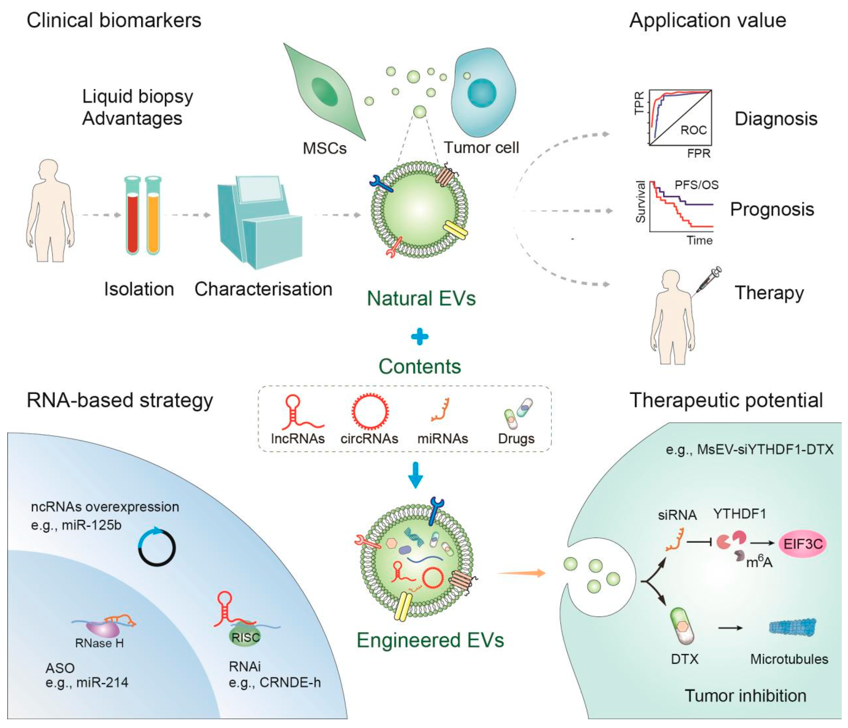 Cancers 17 02186 g004