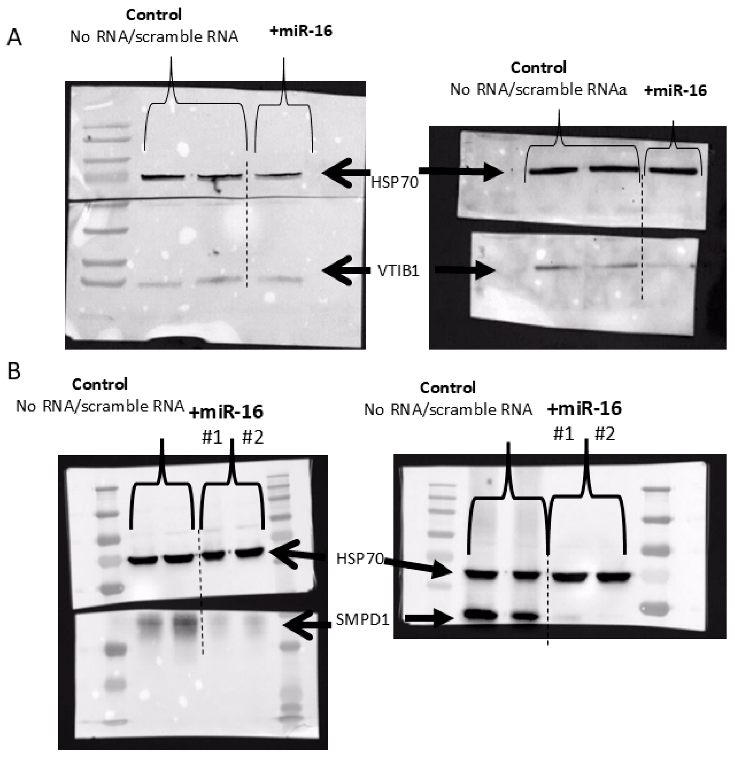 Cancers 17 02197 g007