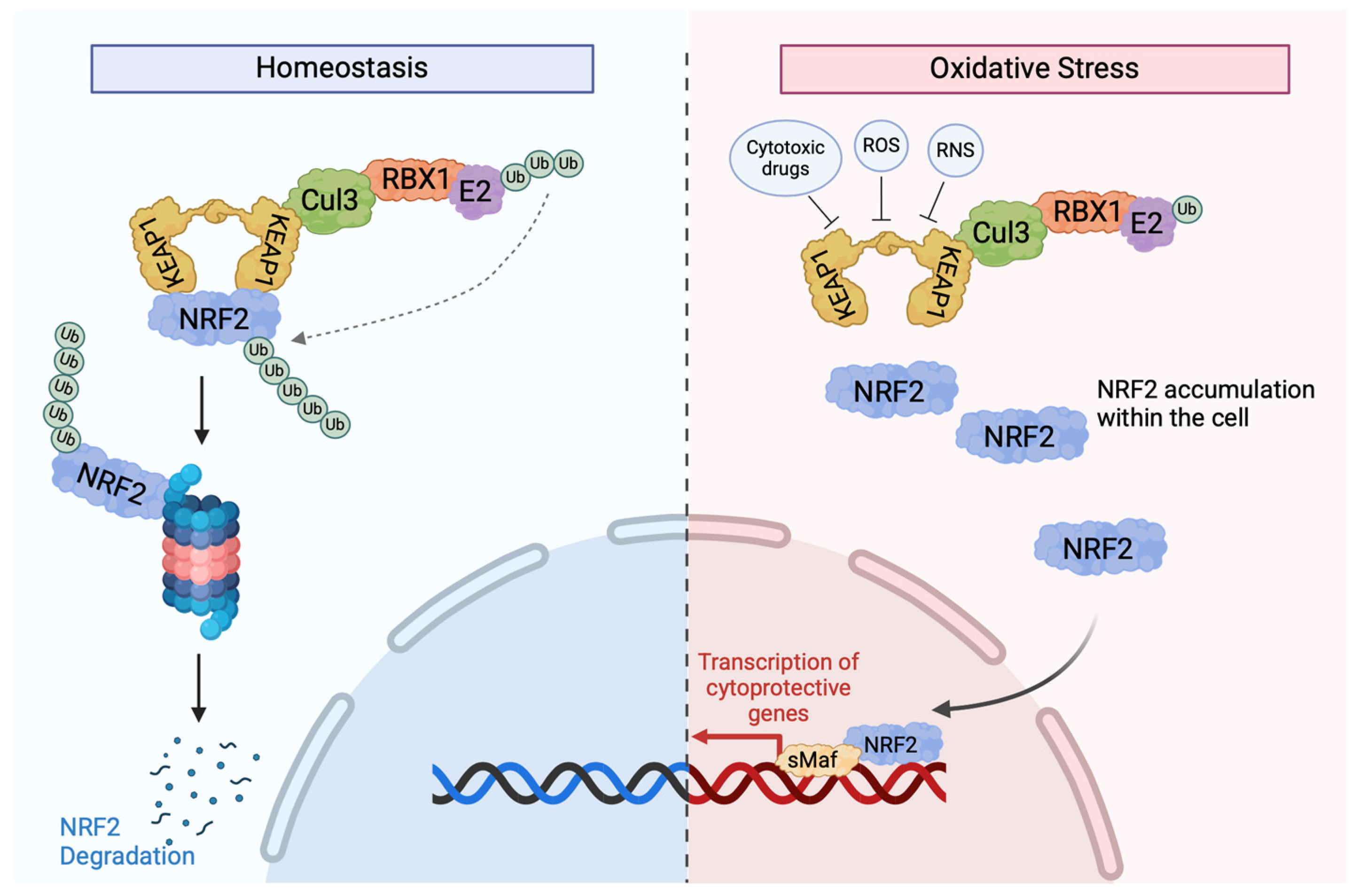 Cancers 17 02199 g002