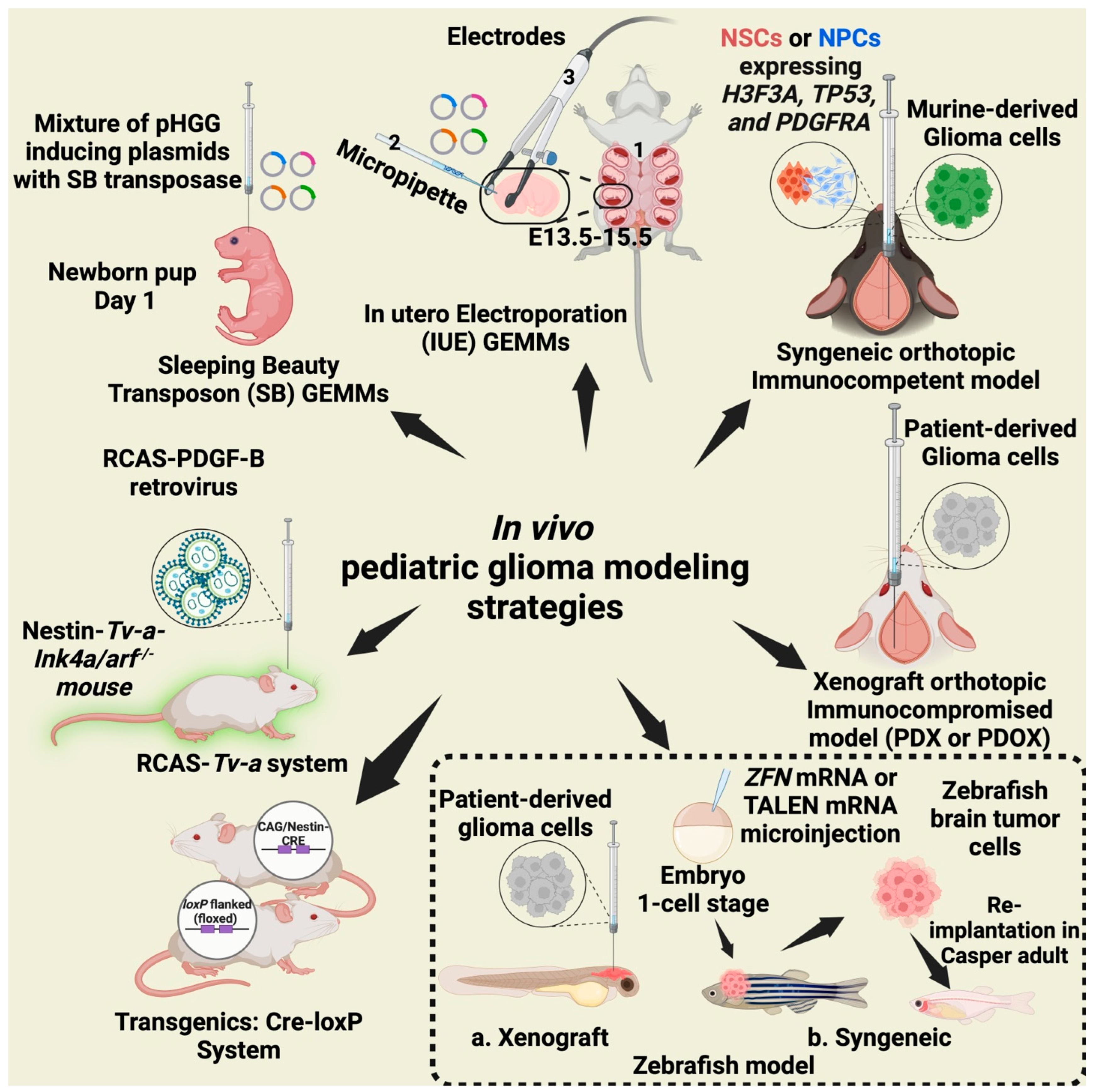 Cancers 17 02221 g001